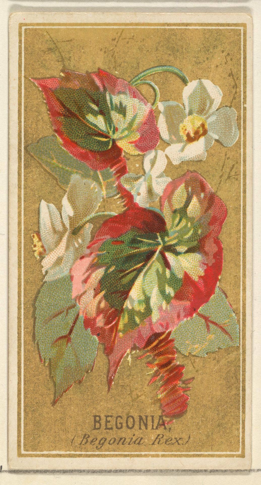 Begonia (Begonia Rex), from the Flowers series for Old Judge Cigarettes by Goodwin & Company