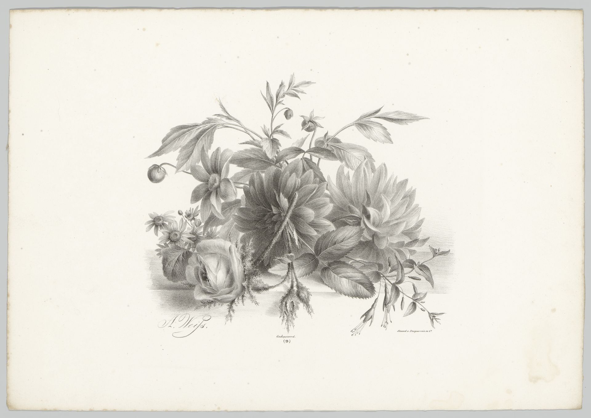 Rozen, dahlia's en fuchsia by Anton Weiss