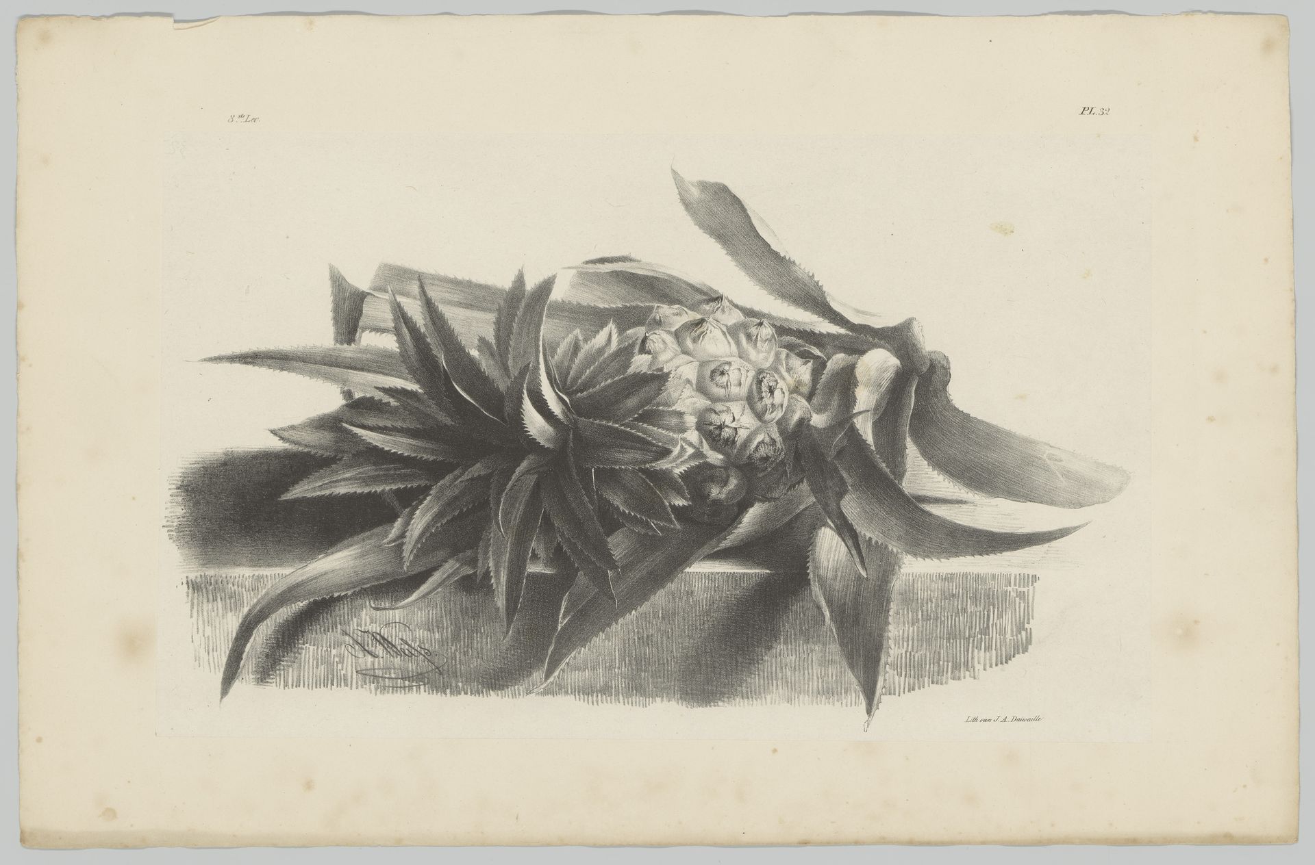 Ananas by Anton Weiss