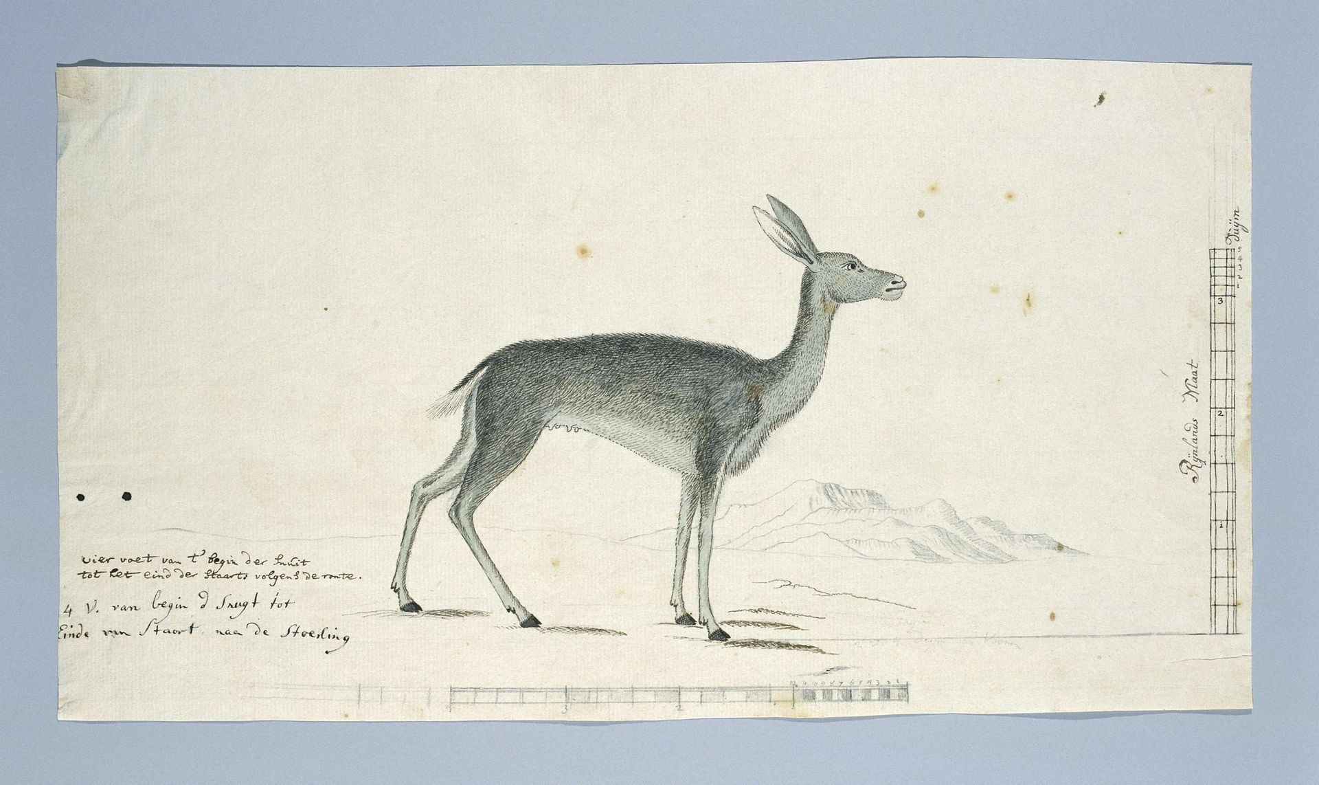 Pelea capreolus (Grey rhebok) - Robert Jacob Gordon | Artera