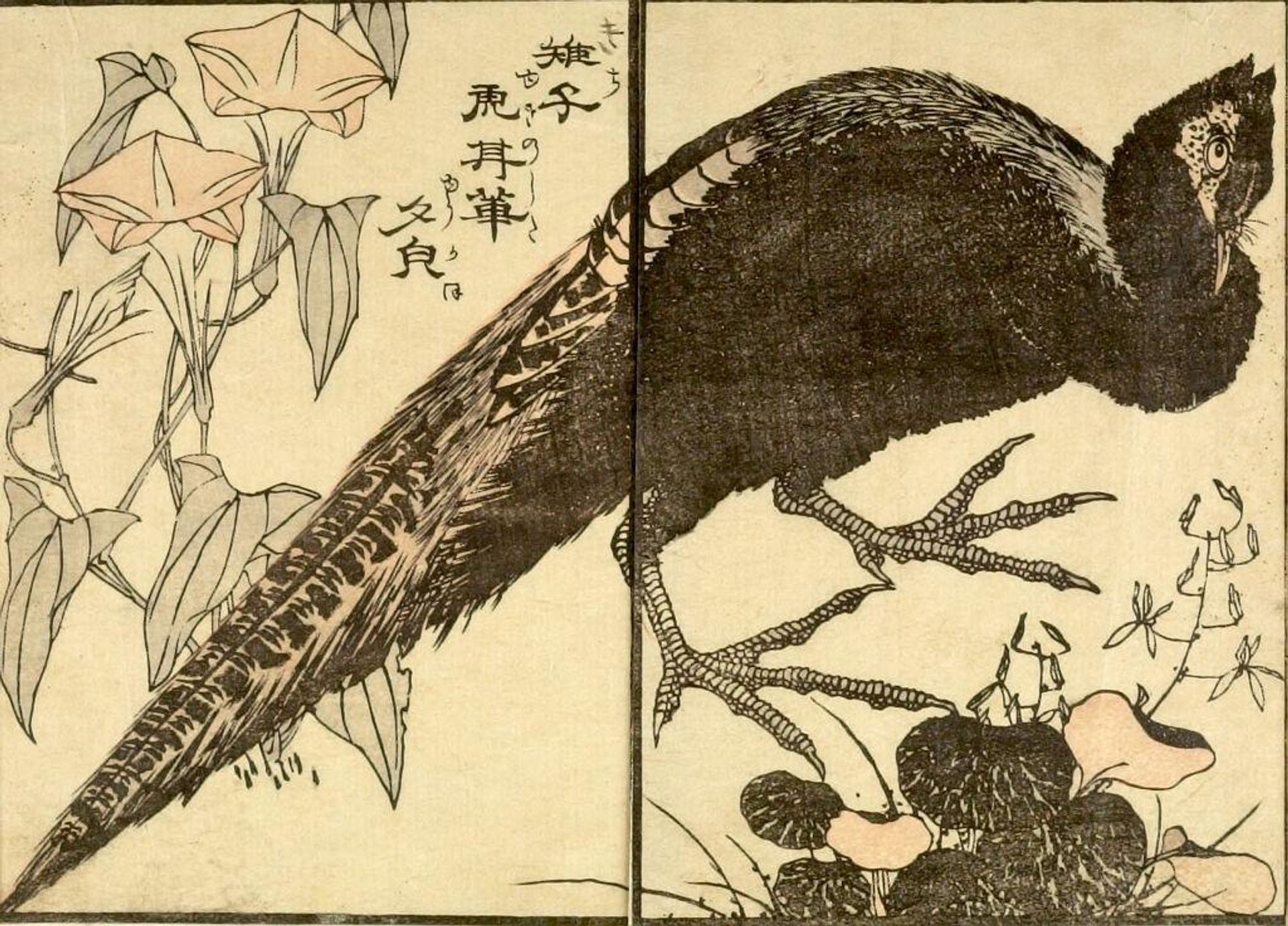 from the illustrated book "KachÅ gaden" by Katsushika Taito II äºä»£èé£¾æ´æ