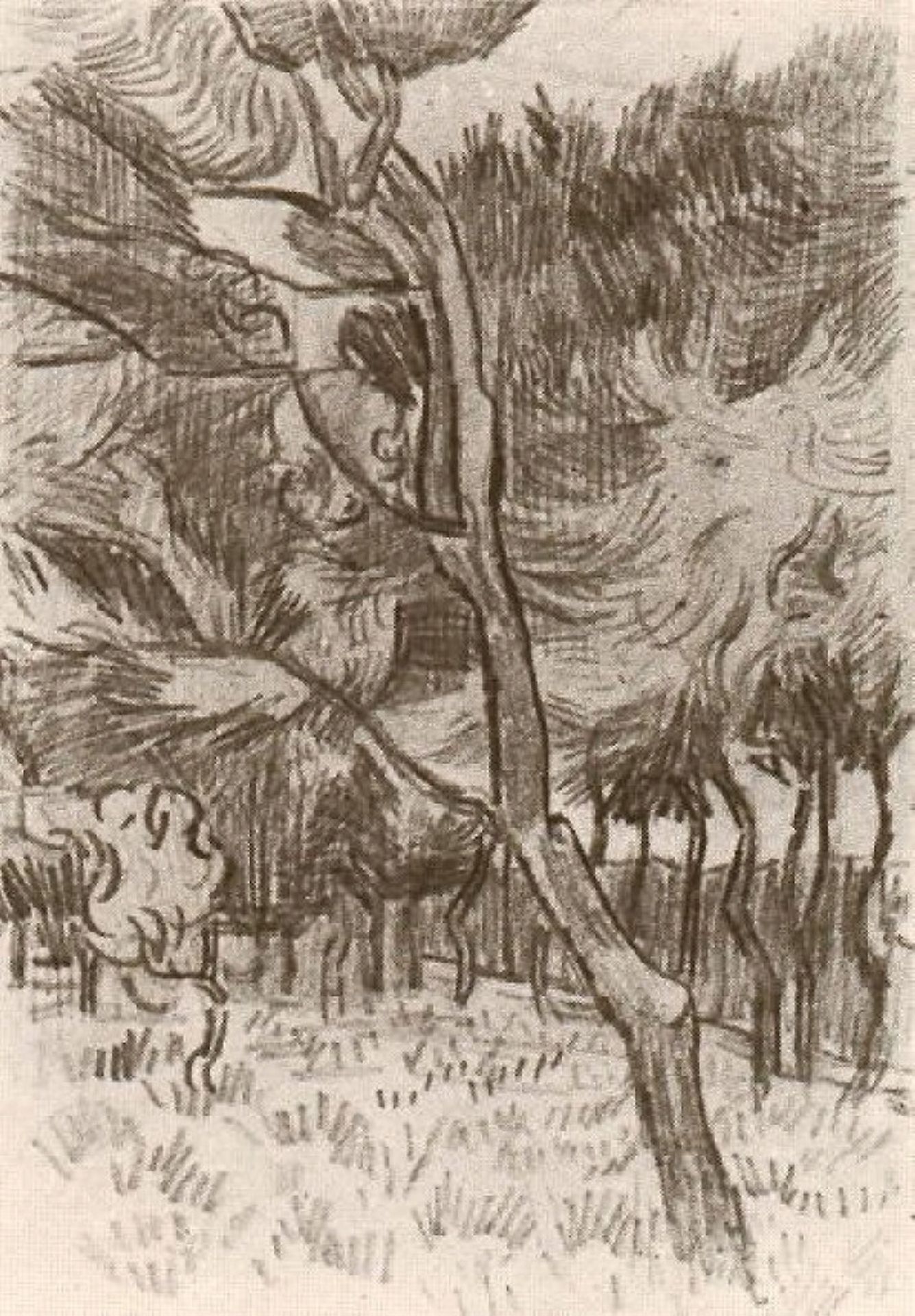 Pine Trees in the Garden of the Asylum by Vincent van Gogh