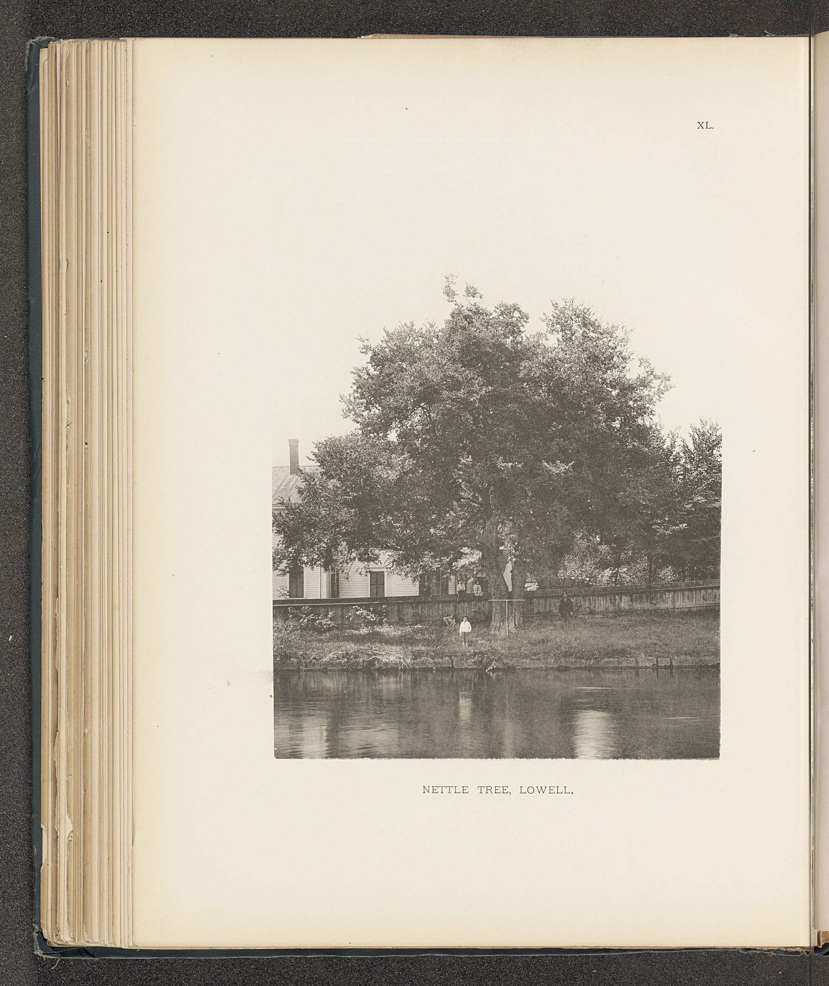 Nettle tree, Lowell by Henry Brooks