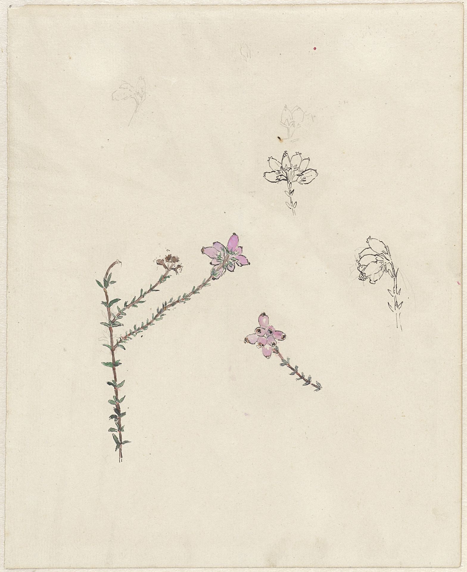 Takje met roze knoppen by Theo Nieuwenhuis