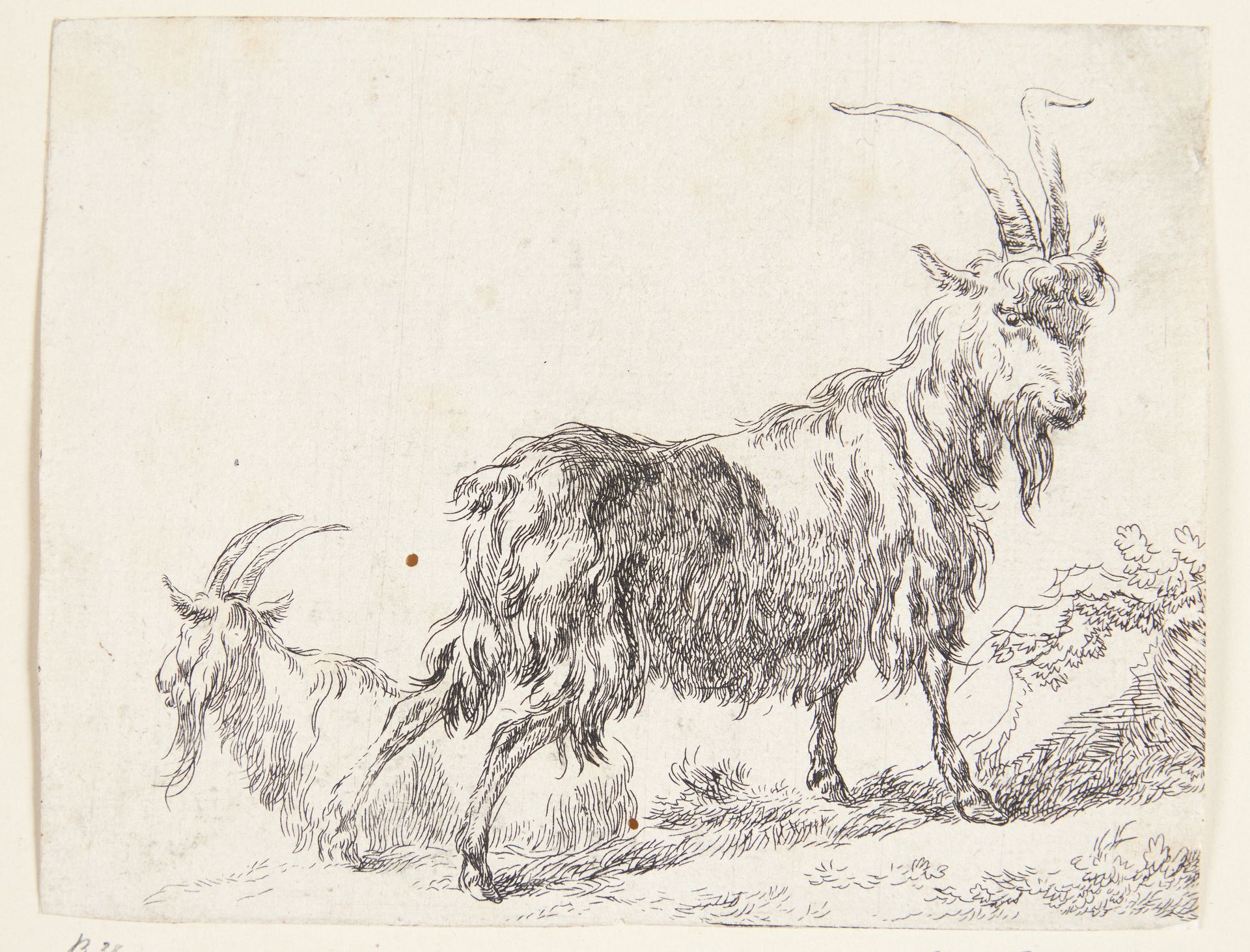 En stående og en liggende ged by Nicolaes Berchem