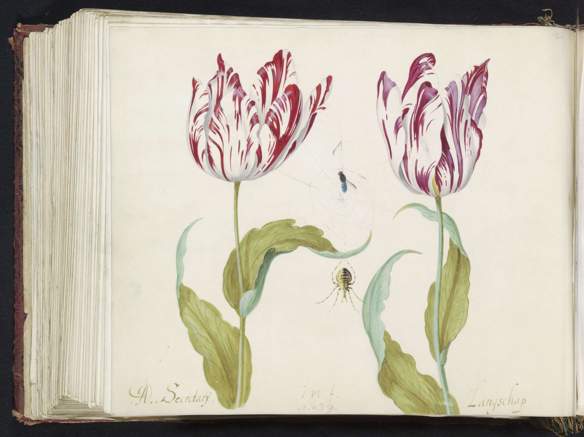 Twee tulpen met spin en vlieg in spinnenweb by Jacob Marrel