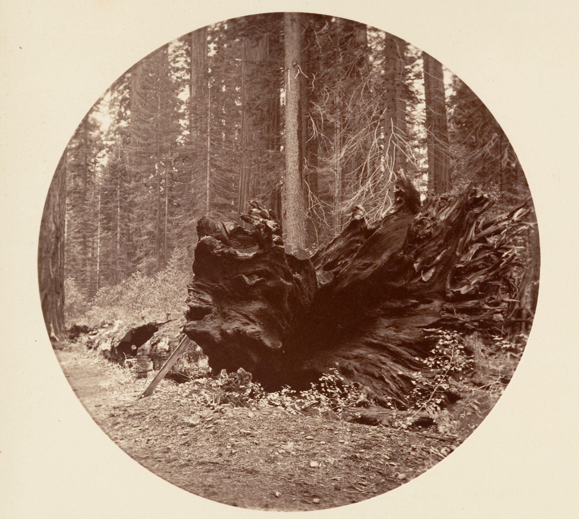 The Father of the Forest 450 ft C. Grove by Carleton E. Watkins