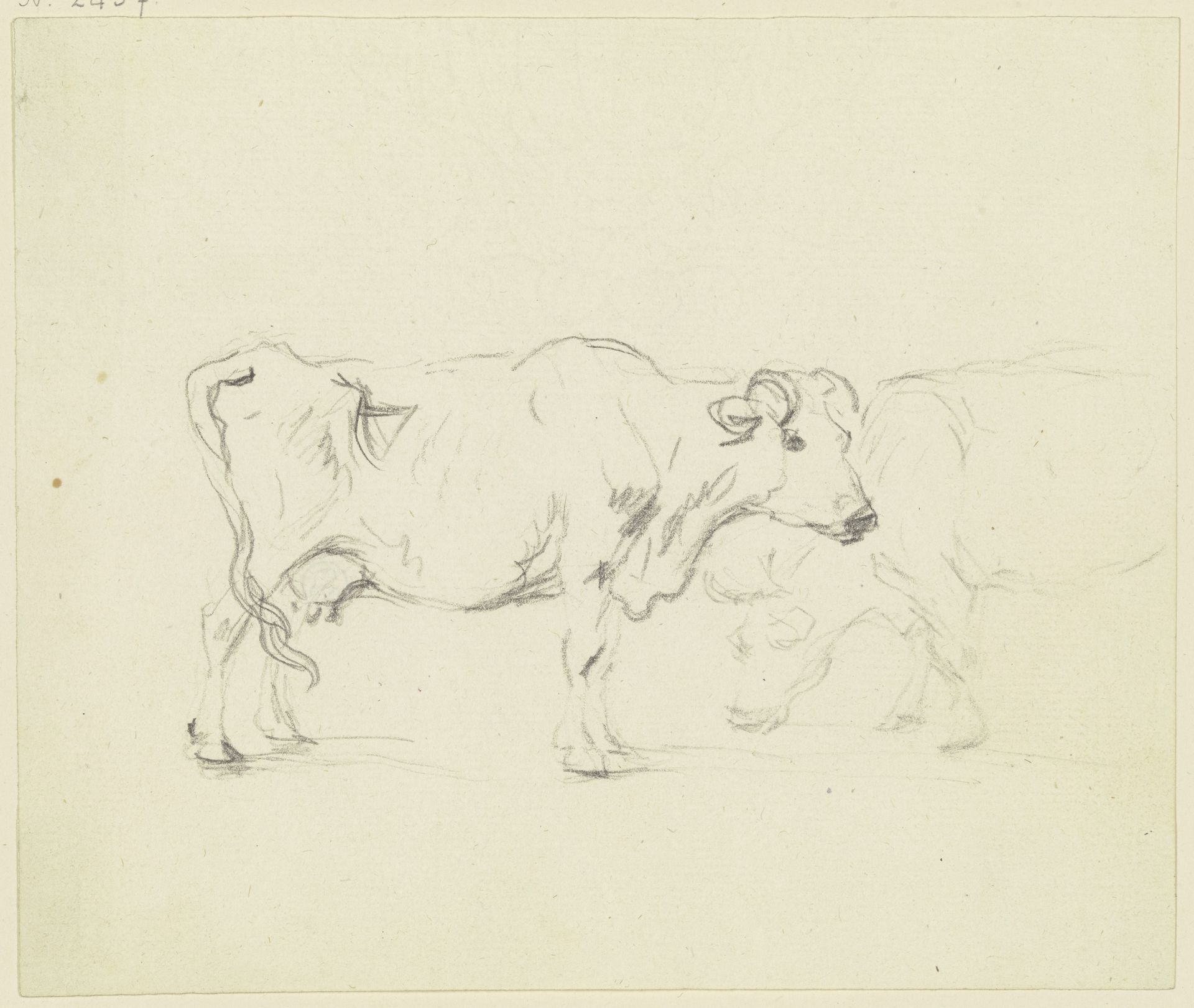Stehende Kuh nach rechts, eine weitere, grasende nach links by Friedrich Wilhelm Hirt