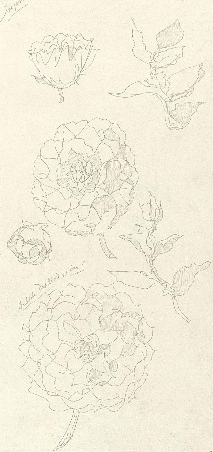 Ontwerp voor aardewerkdecoratie Iseger: Dubbele Dahlia's by Theo Colenbrander
