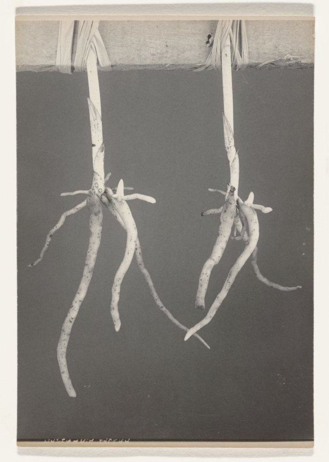 Habenaria lacera- Roots of Ragged Fringed Orchid by Edwin Hale Lincoln