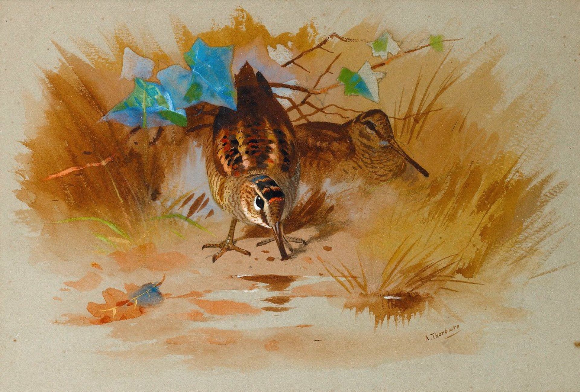 Woodcock In A Sandy Hollow by Archibald Thorburn