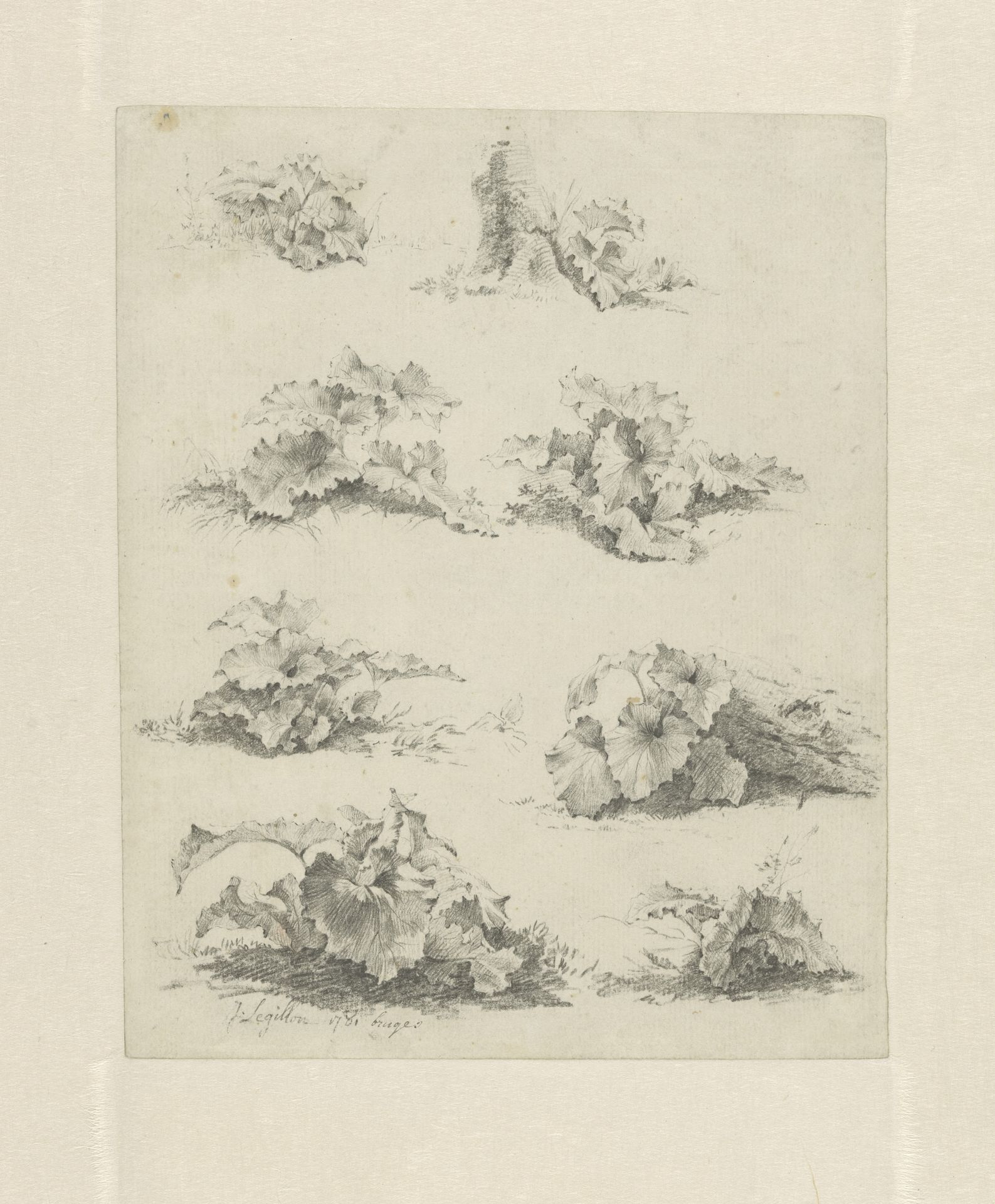 Acht studies van lage planten met grote bladeren by Jan Frans Legillon