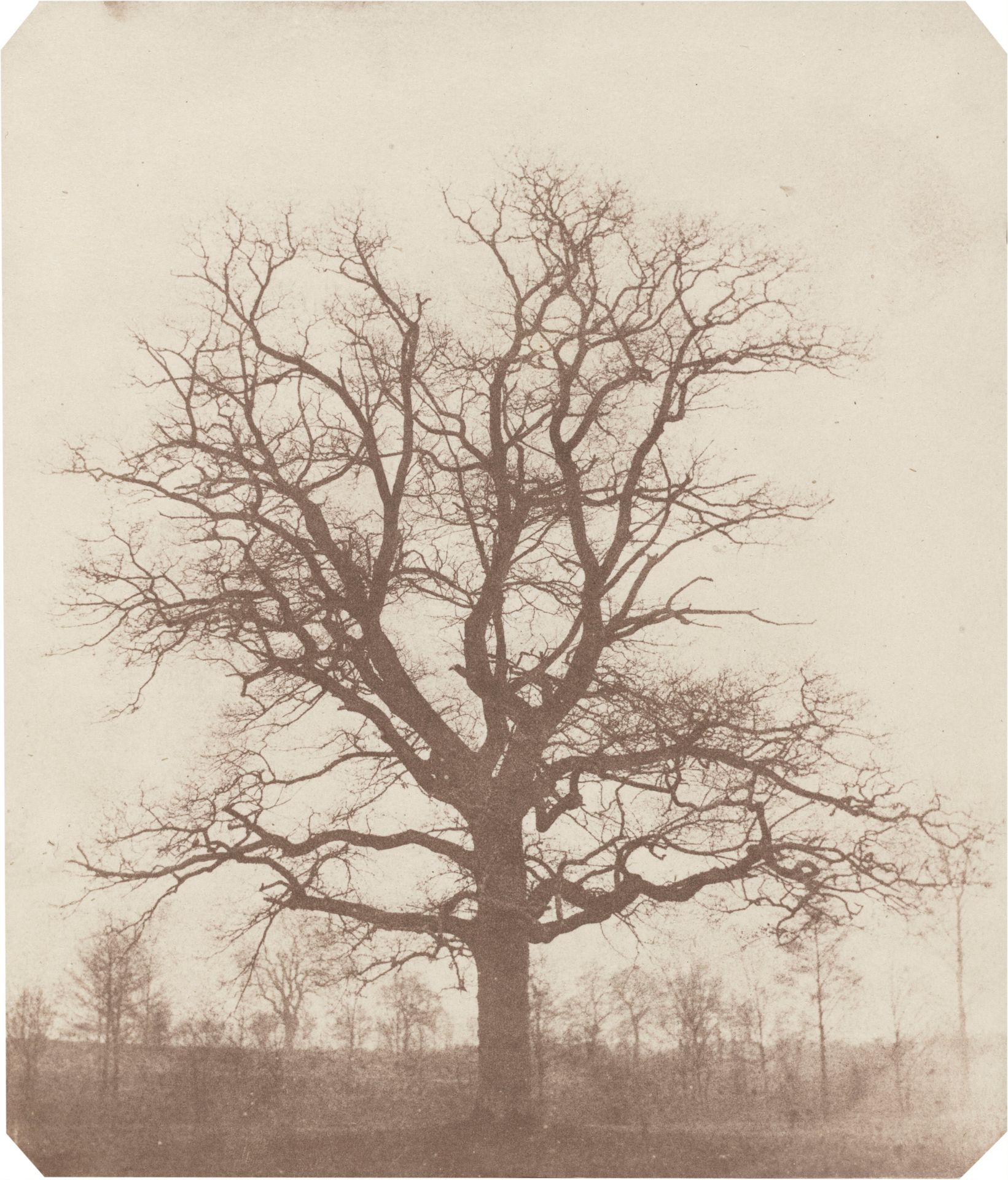 Oak Tree by William Henry Fox Talbot