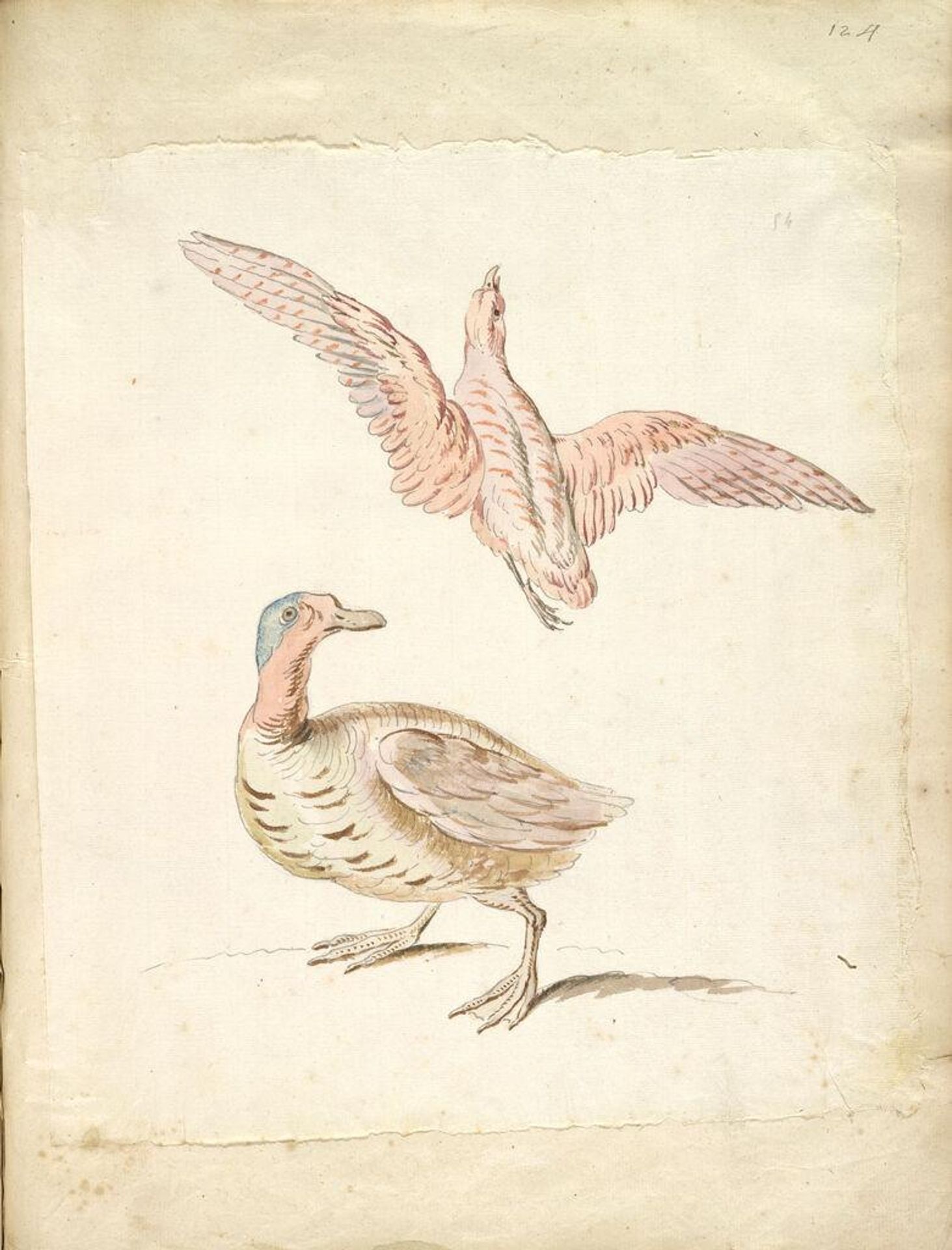 Standing Duck and Bird in Flight; verso: blank by Jean-Baptiste Oudry