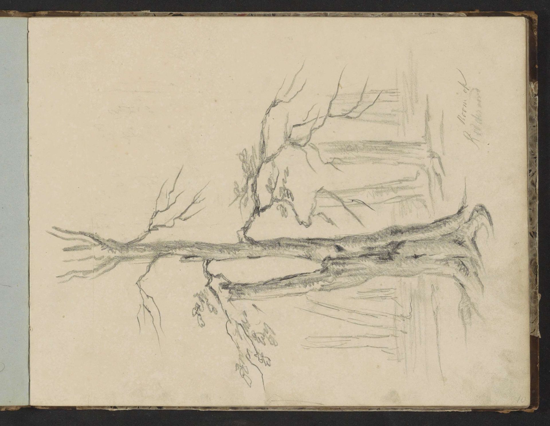 Bomen op het landgoed Rhederoord by Johannes Tavenraat