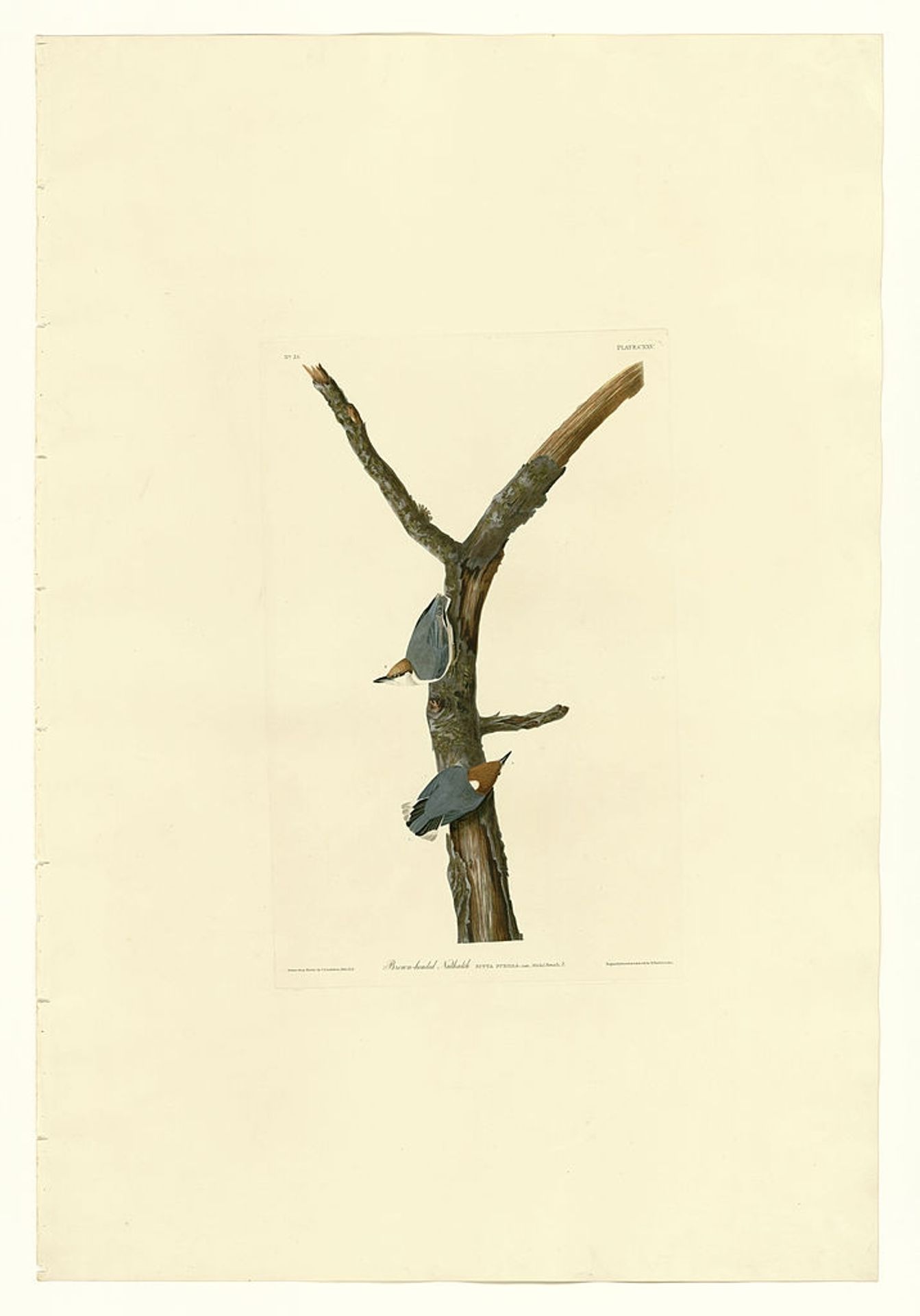 Plate 125 Brown-headed Nuthatch by John James Audubon
