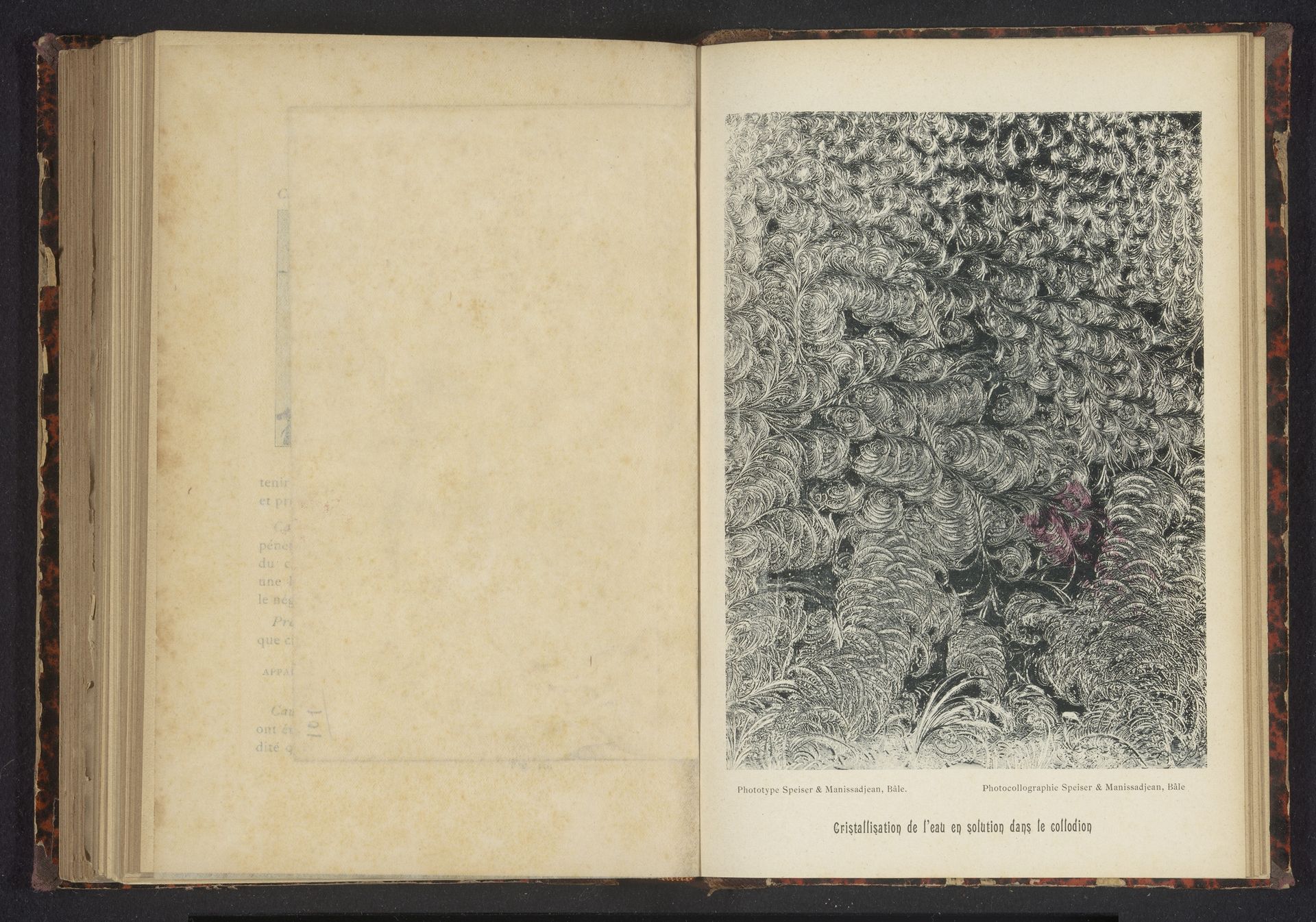 Patroon van pluimen by Speiser et Manissadjian