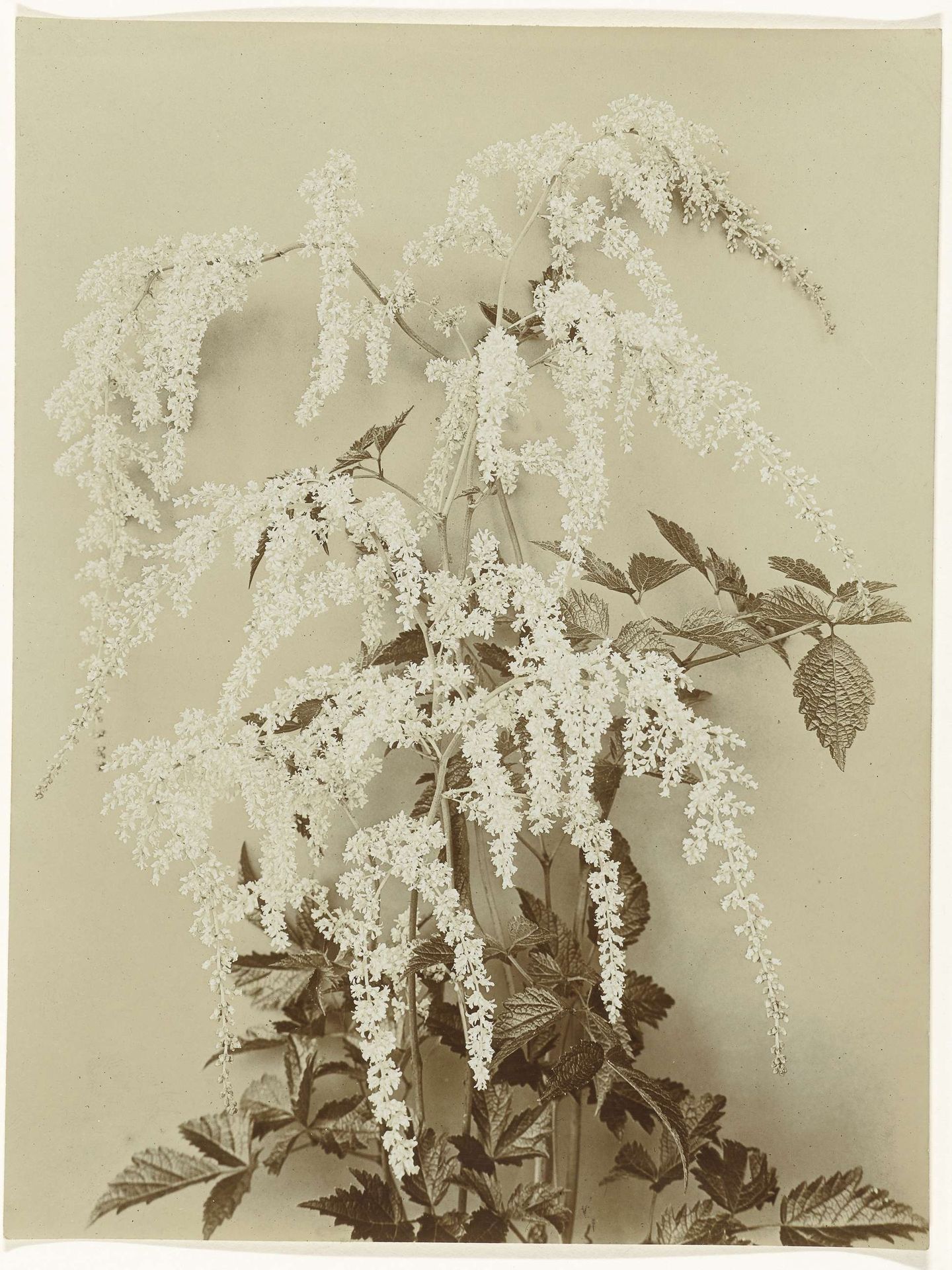 Spierkruid in bloei by Richard Tepe