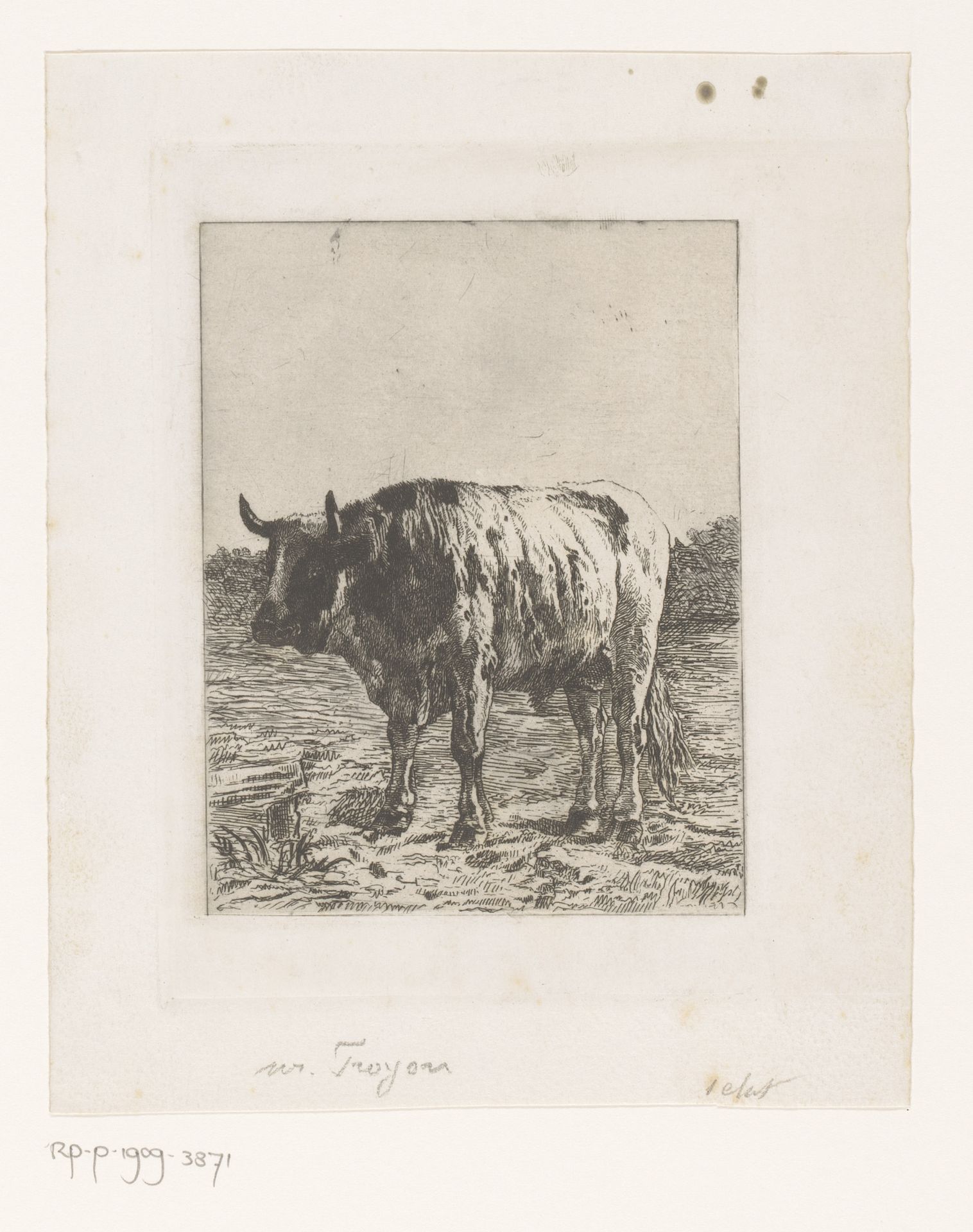 Stier in de wei by Auguste Danse