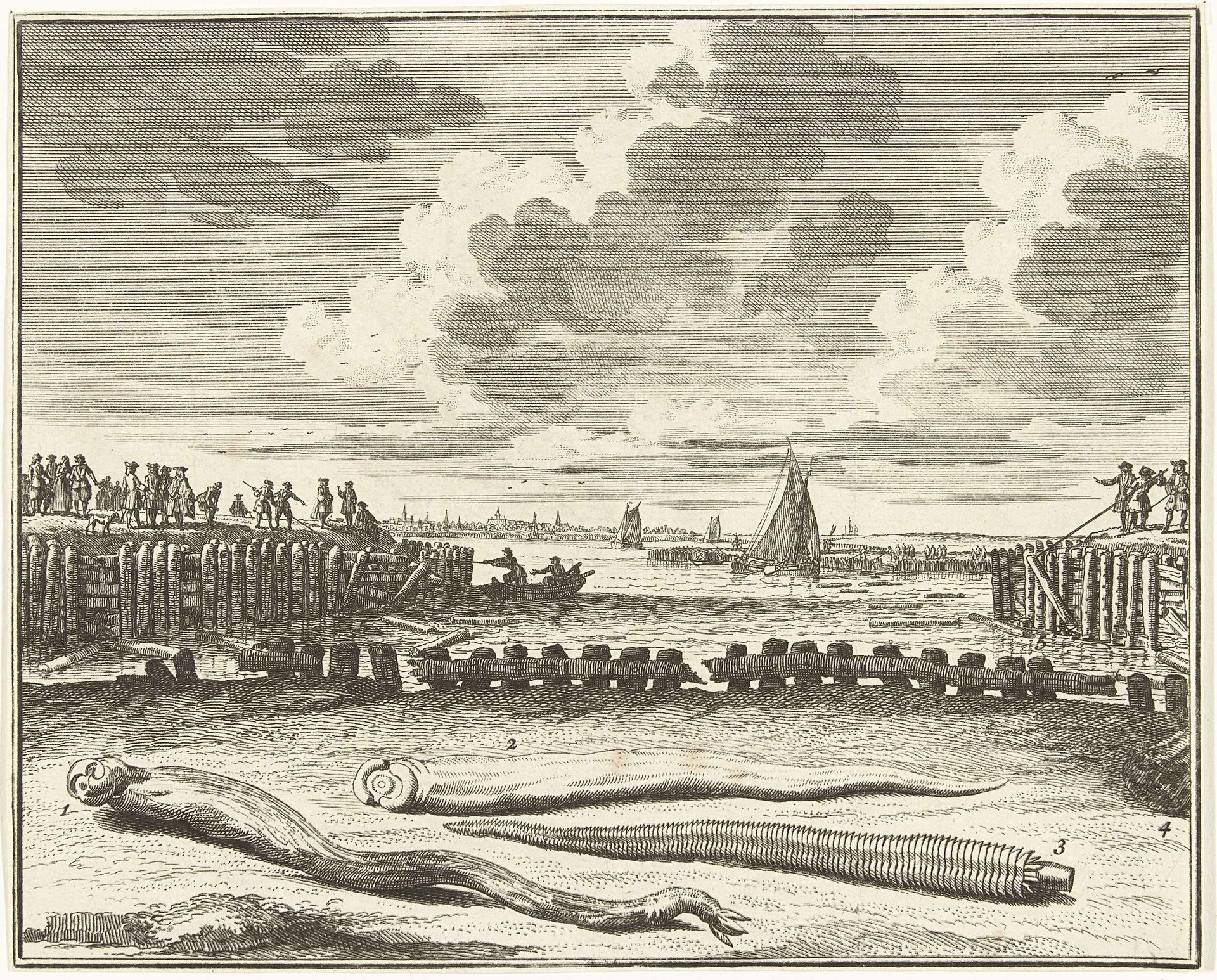Paalwormen die de dijkbeschoeiïngen aantasten, 1731 by Abraham Zeeman