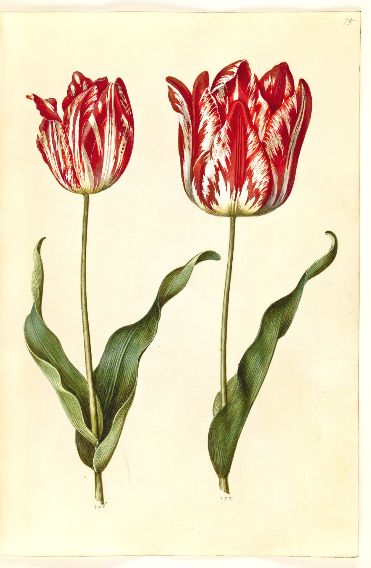 Tulipa gesneriana (have-tulipan) by Hans Simon Holtzbecker