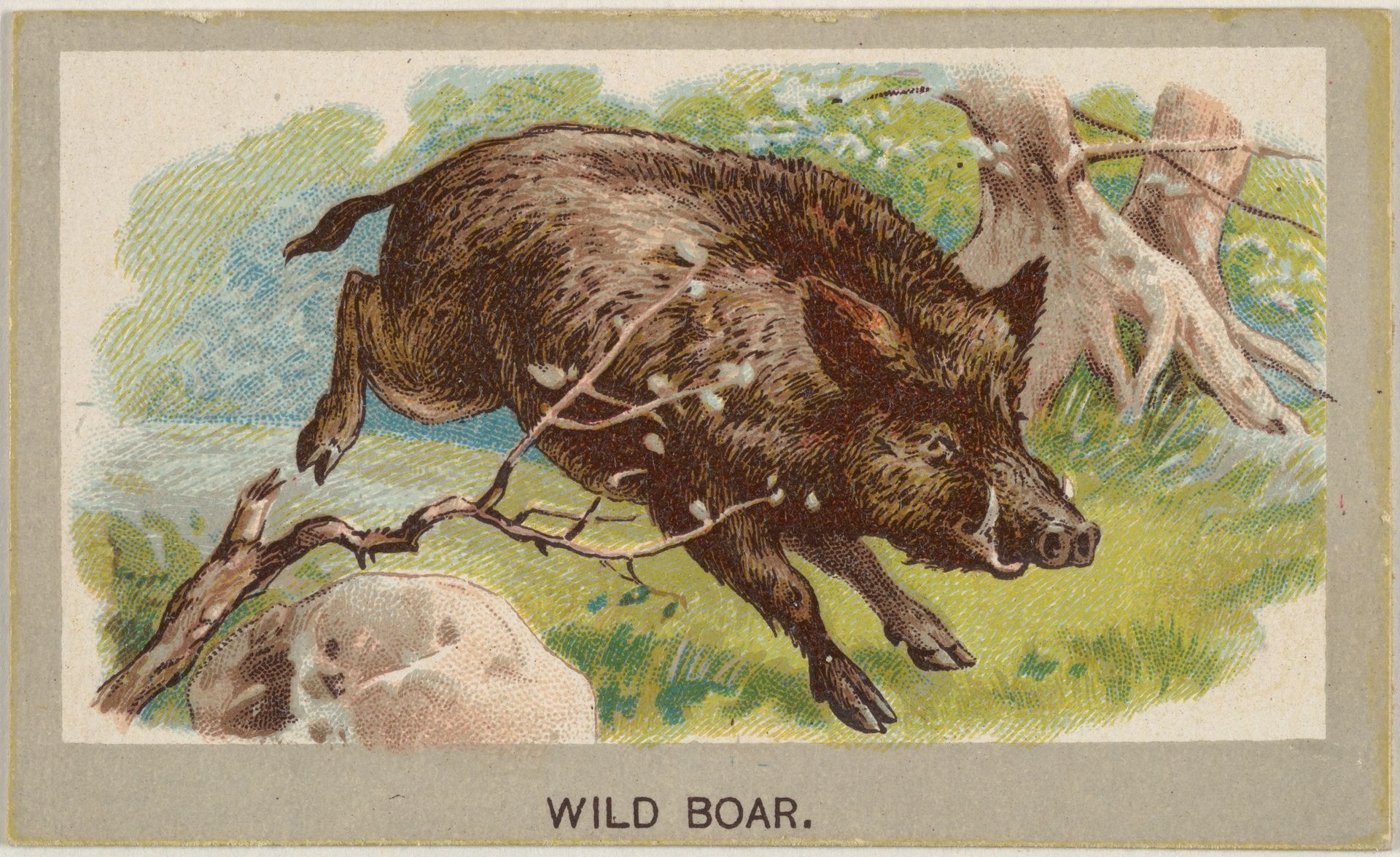 Wild Boar, from the Animals of the World series (T180), issued by Abdul Cigarettes by Abdul Cigarettes