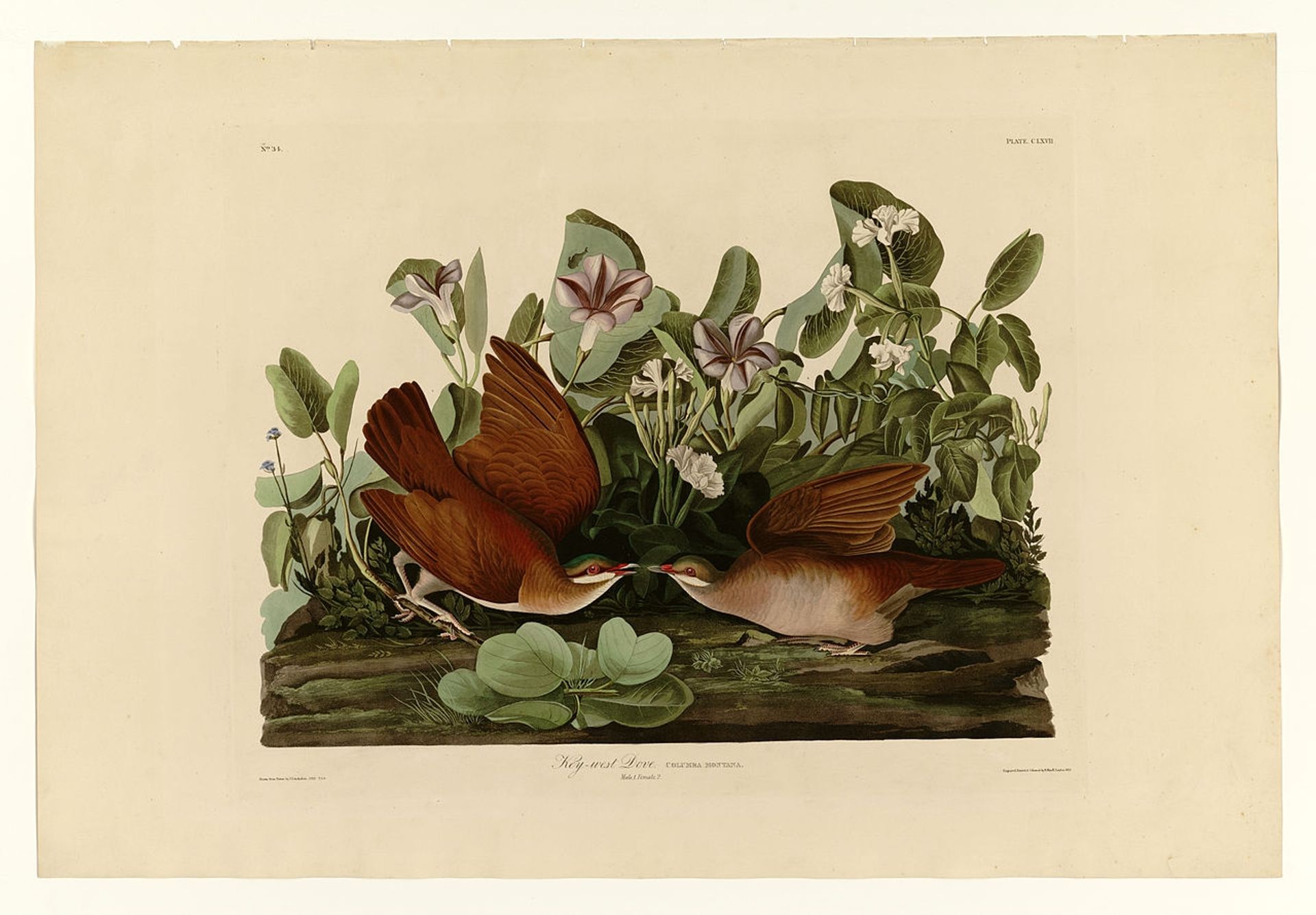 Plate 167 Key-west Dove by John James Audubon