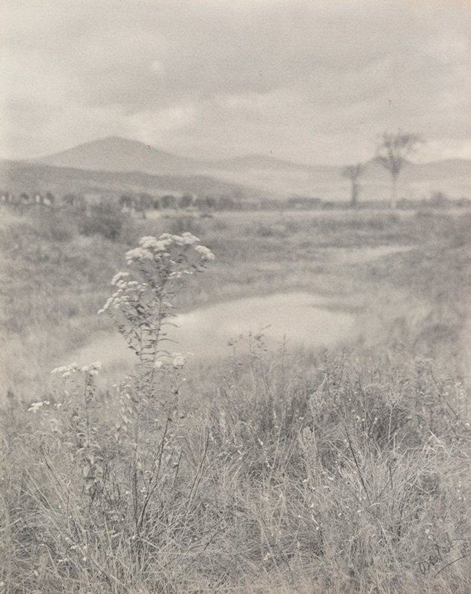 Wild Aster by William B. Post