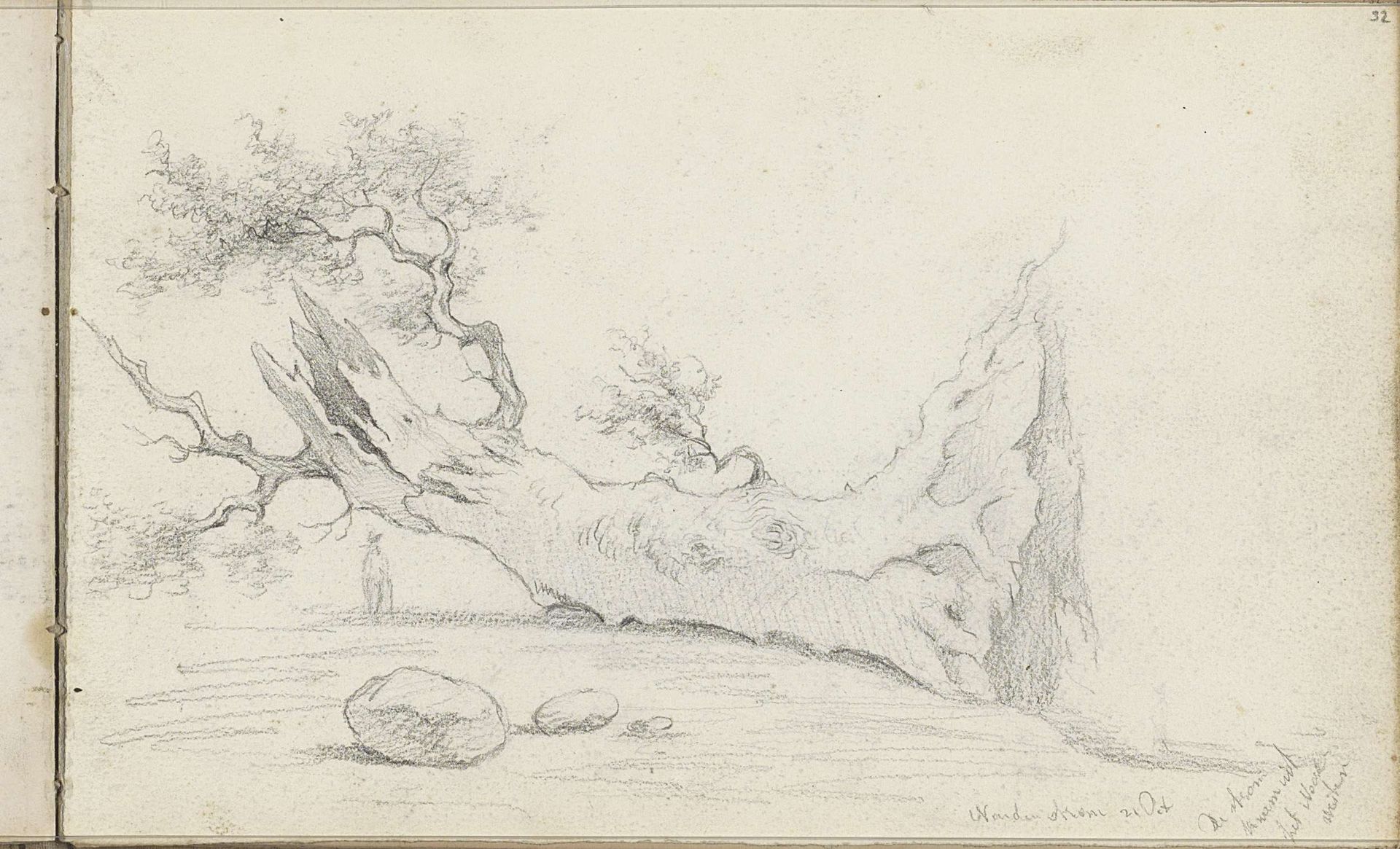 Door een noordwesterstorm ontwortelde boom by Willem Cornelis Rip