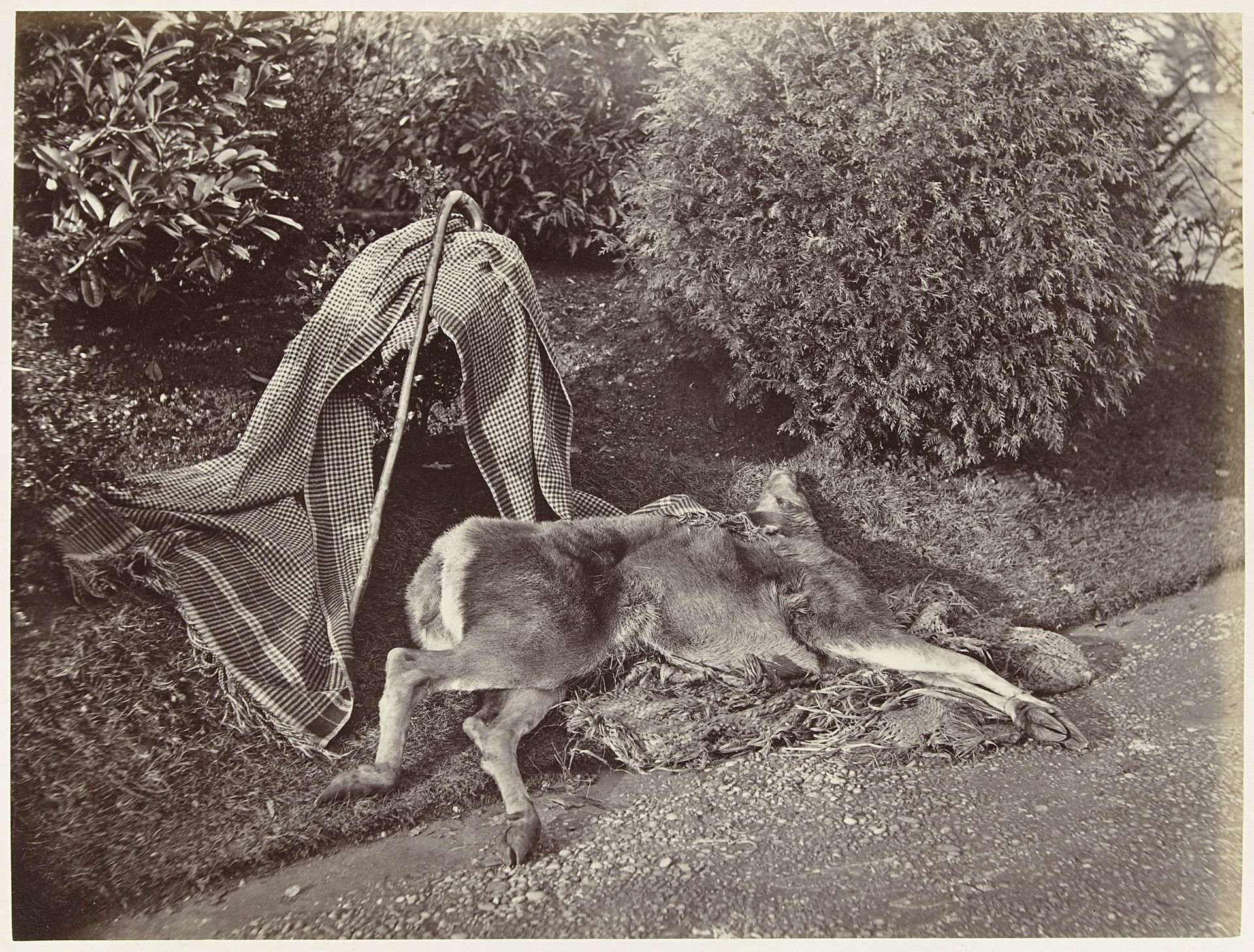 Stilleven met dood hert, wandelstok en kleed by Horatio Ross