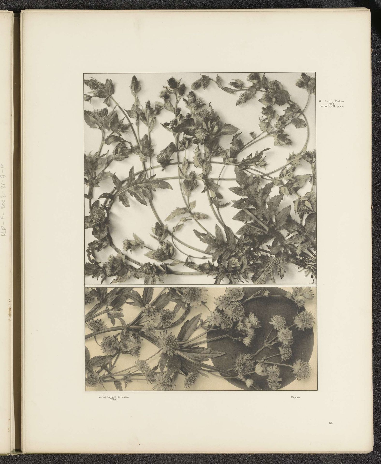 Twee vlakvullingen met distels en astrantia by Anonymous