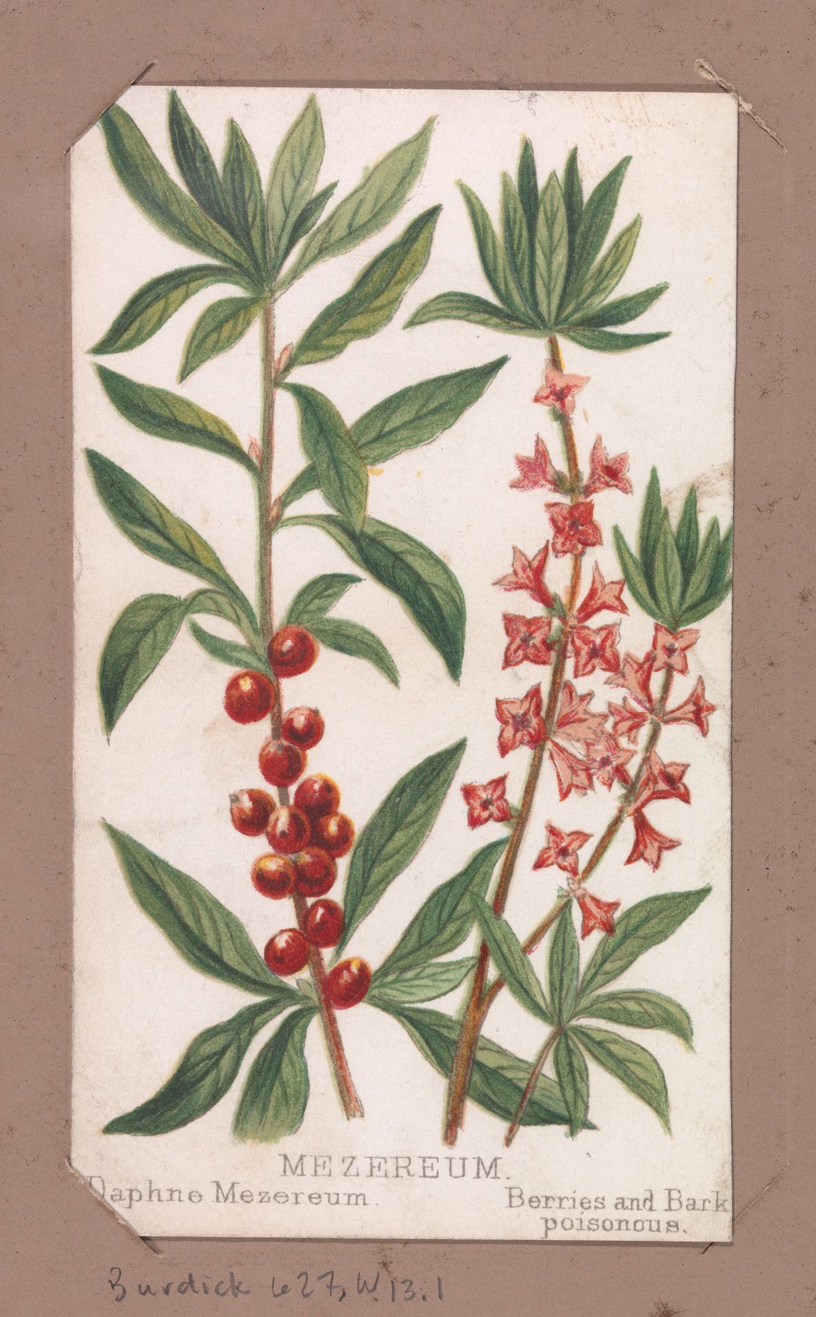 Mezereum from the Plants series by Louis Prang & Co.