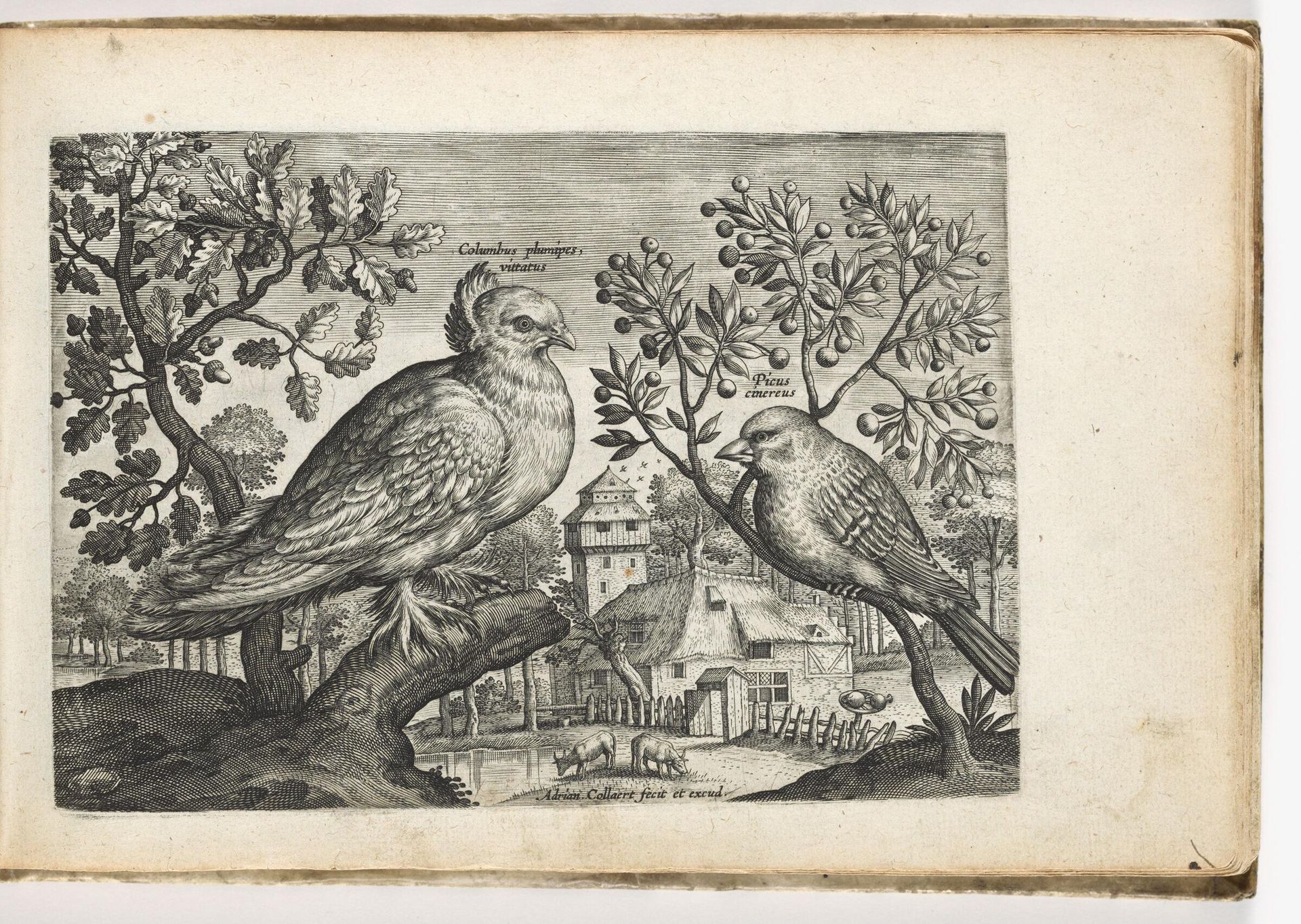 Dove and Finch by Adriaen Collaert