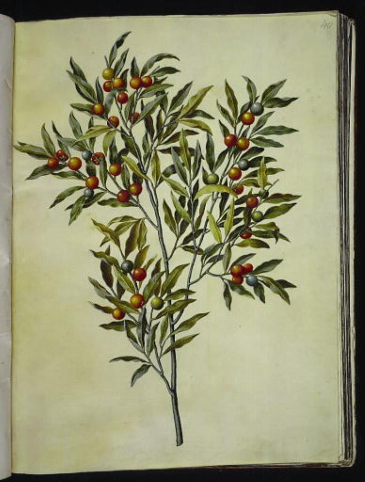 Solanum pseudocapsicum (jerusalem-koralbær) by Hans Simon Holtzbecker