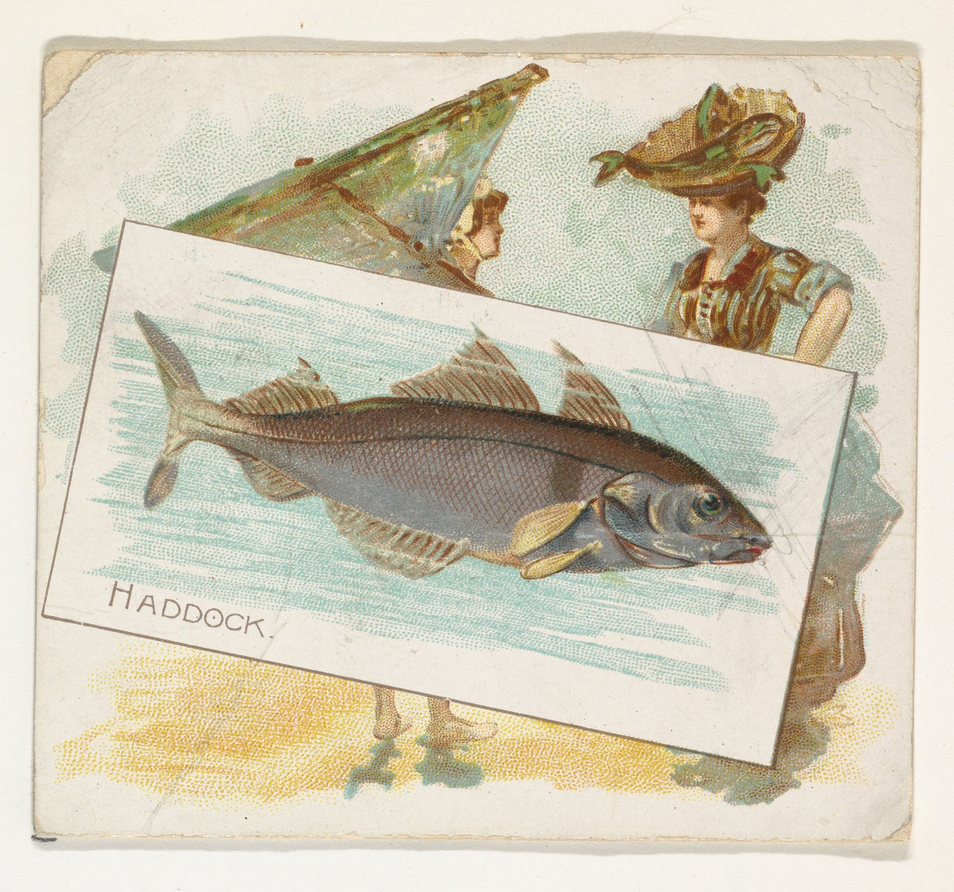 Haddock, from Fish from American Waters series (N39) for Allen & Ginter Cigarettes by Allen & Ginter