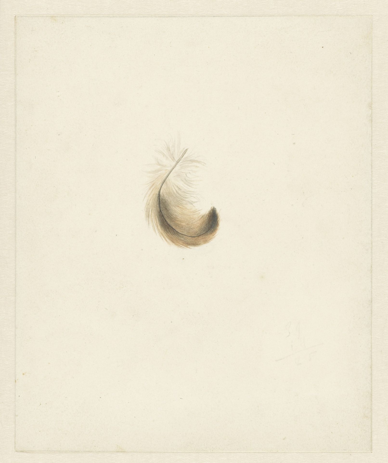 Studie van een veertje by Albertus Steenbergen
