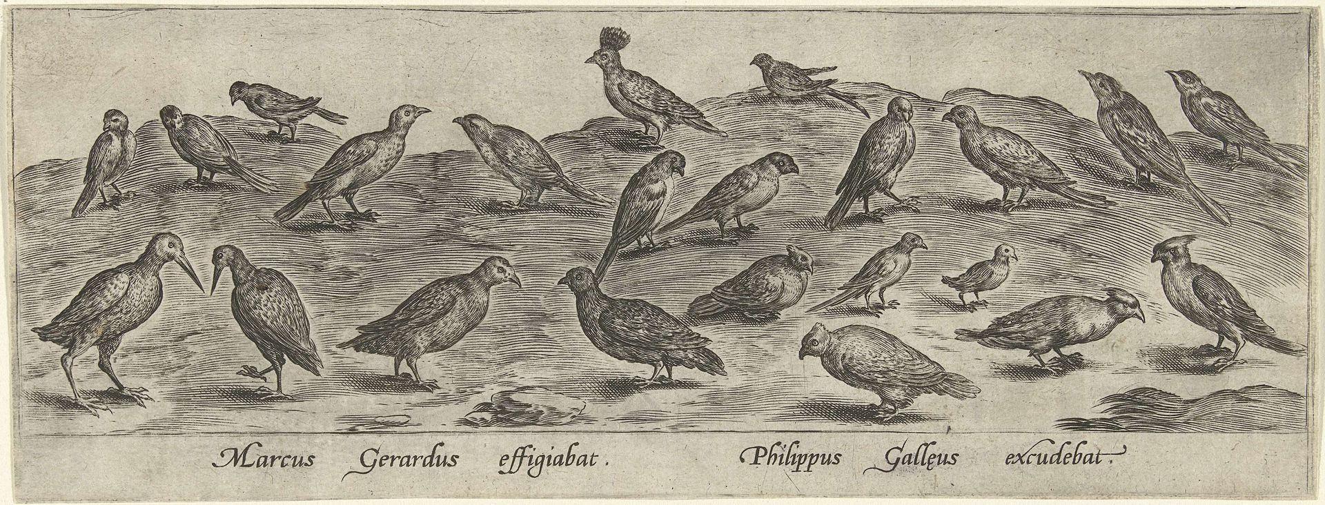 Drieëntwintig vogels by Philips Galle