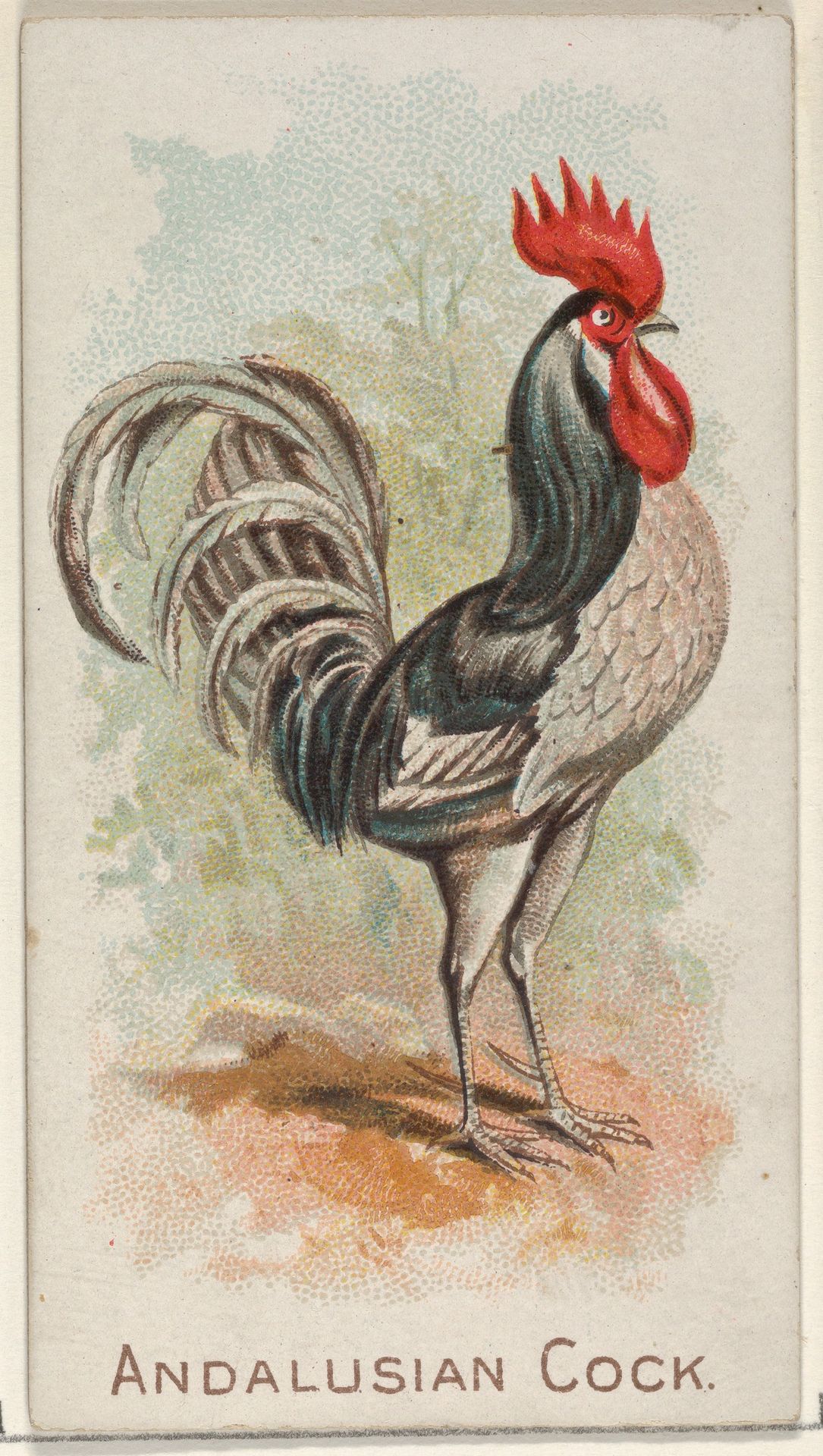 Andalusian Cock, from the Prize and Game Chickens series (N20) for Allen & Ginter Cigarettes by Allen & Ginter