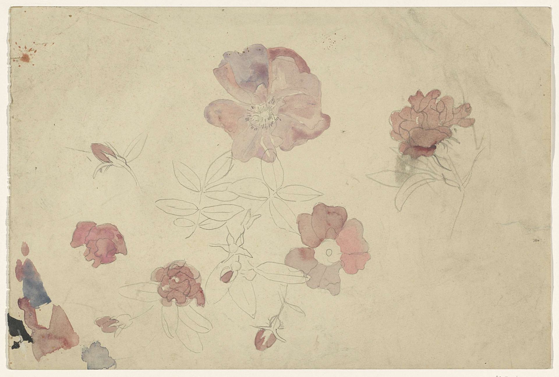 Bloemenstudies in paars en roze by Carel Adolph Lion Cachet