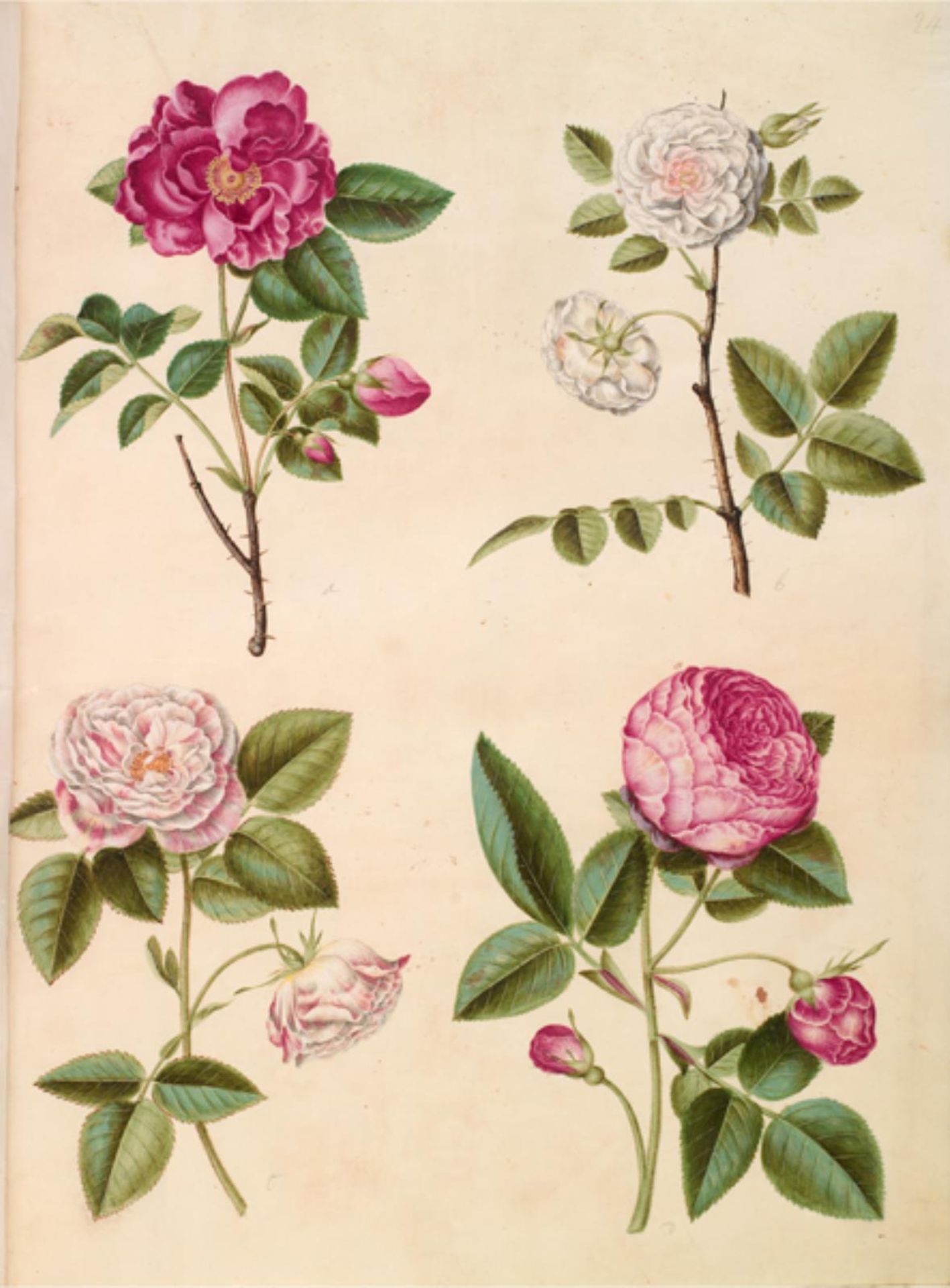 Rosa gallica (apoteker-rose); Rosa ×alba (hvid rose); Rosa gallica (Rosa Mundi); Rosa ×centifolia (centifolie-rose) by Hans Simon Holtzbecker