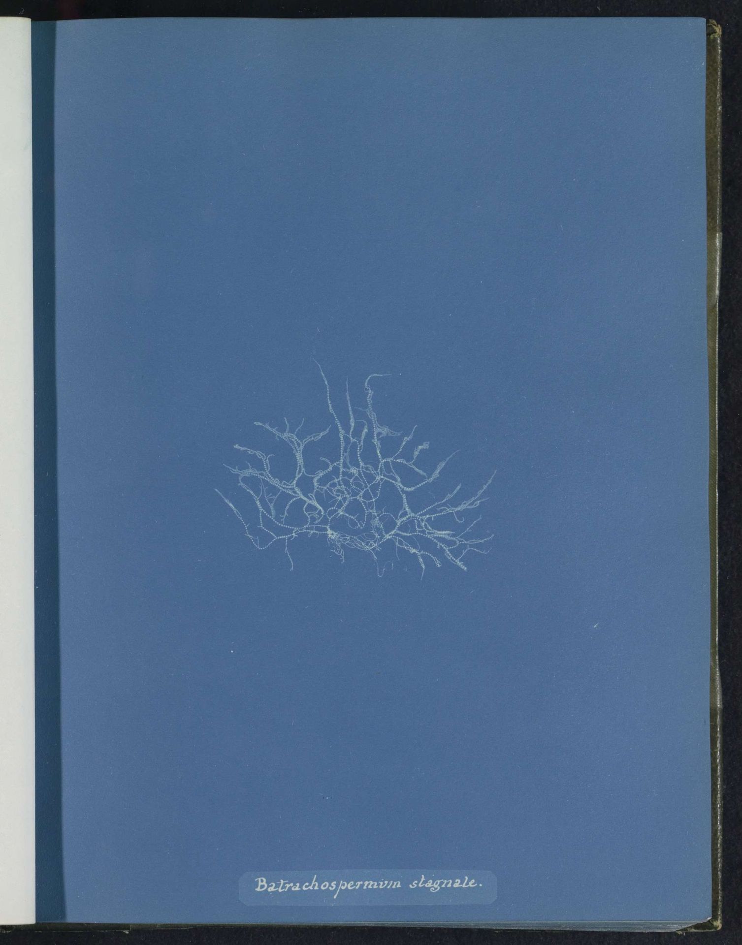 Batrachopspermum stagnale by Anna Atkins