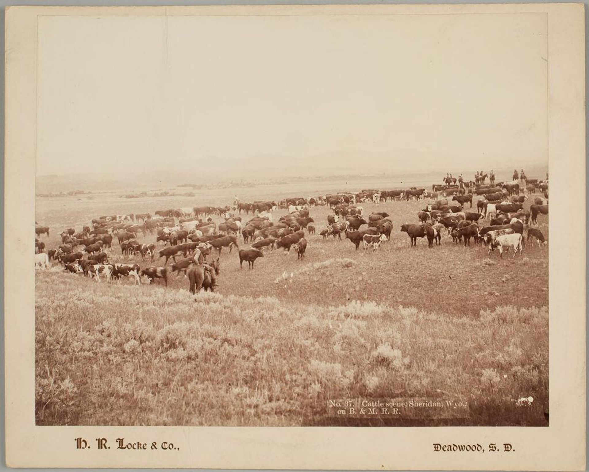 Cattle Scene, Sheridan, Wyo. by H. R. Locke