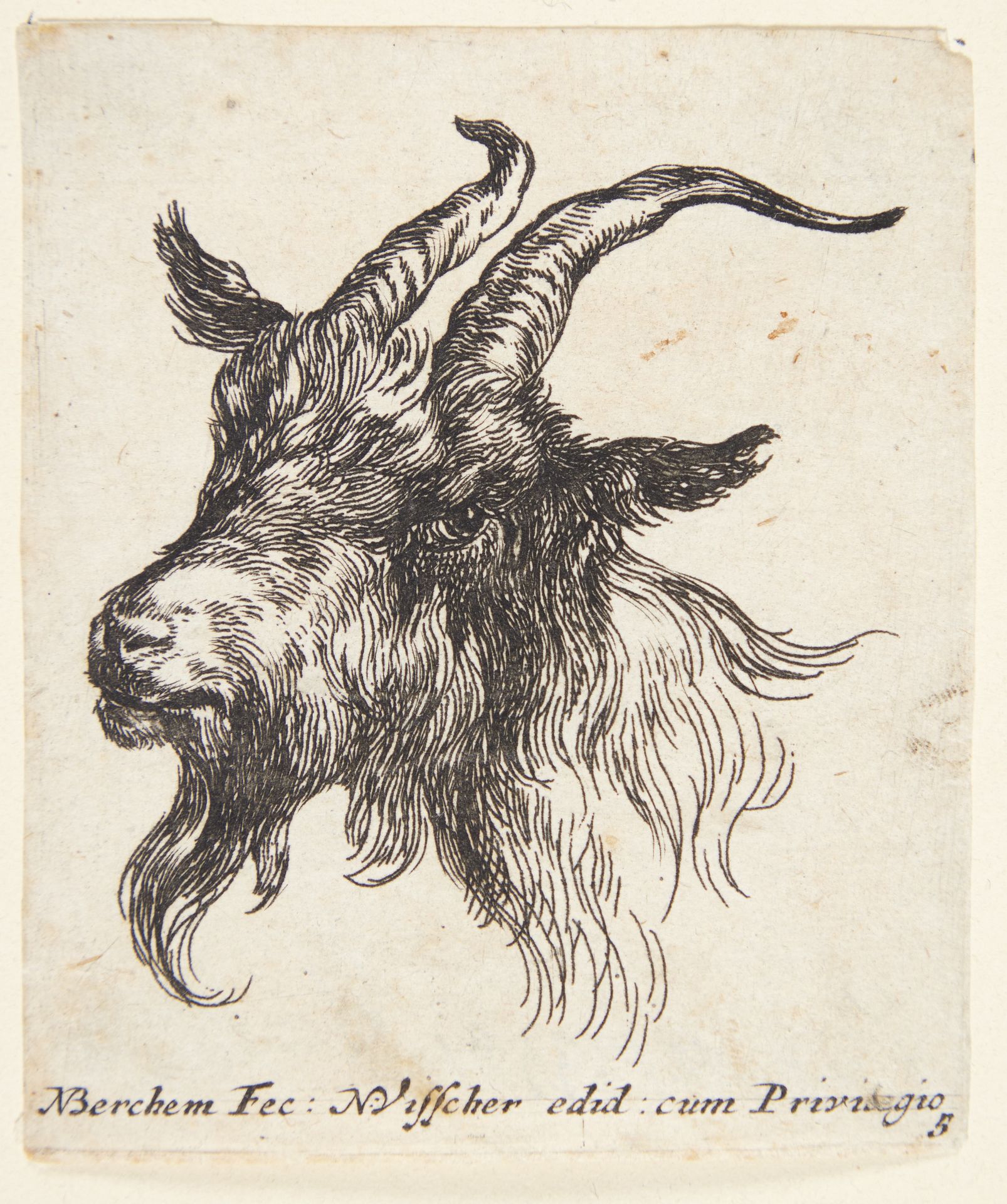 Gedehoved vendt mod venstre by Nicolaes Berchem