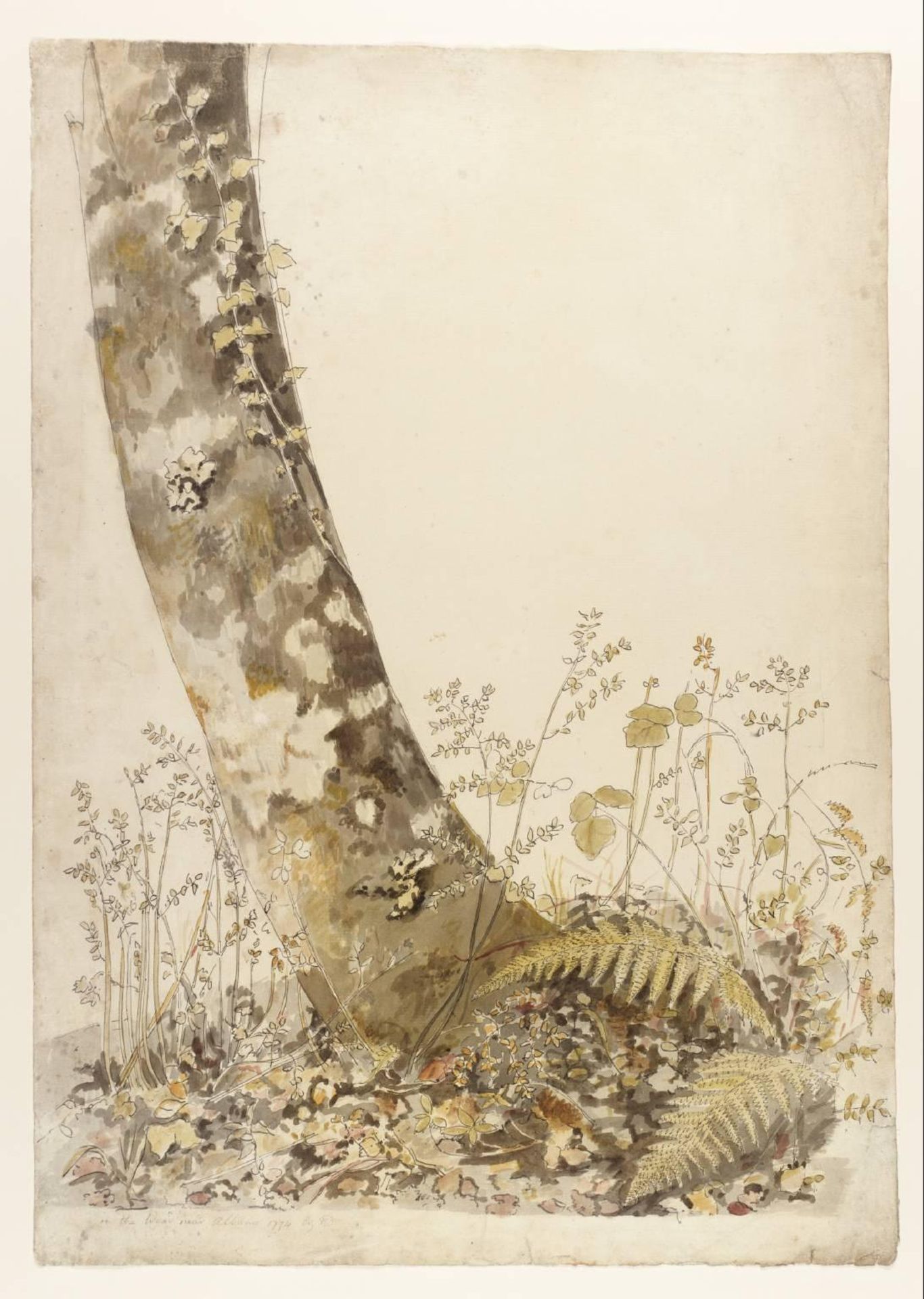 A Tree Trunk near Albano by John Downman
