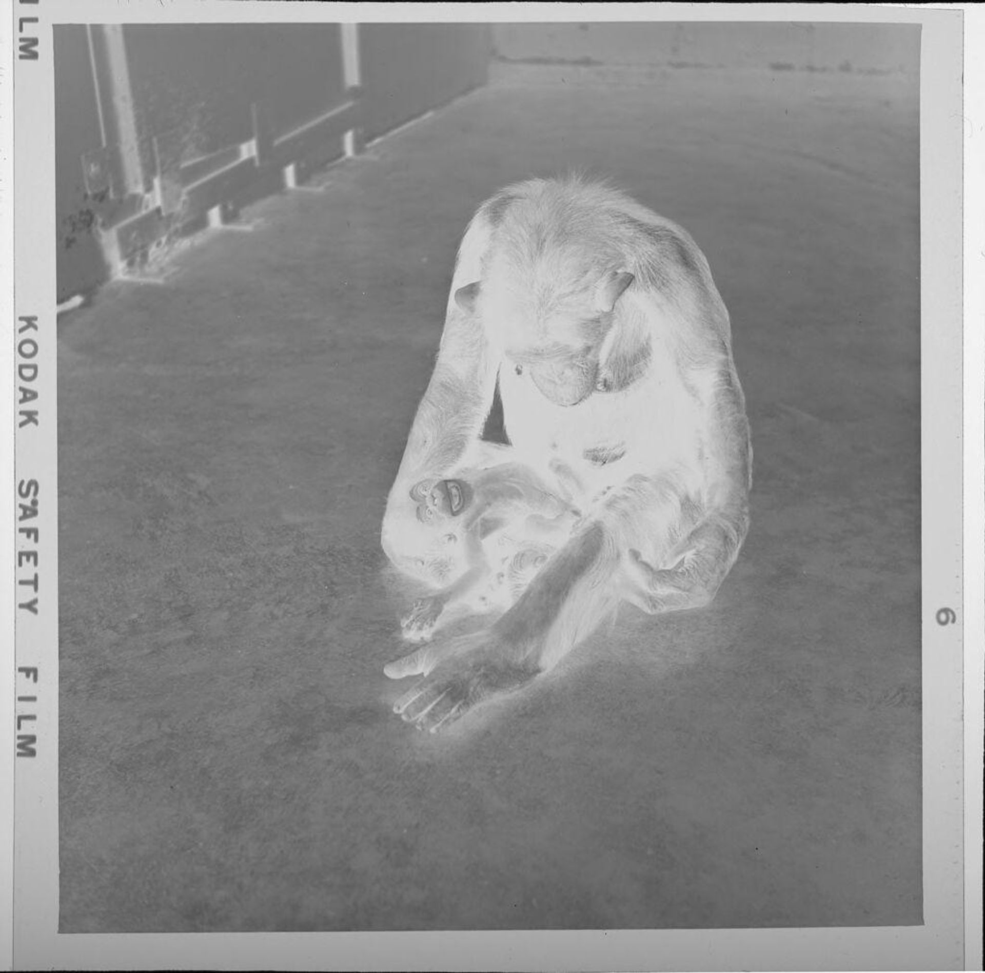 Untitled (mother chimp with baby chimp) by Jack Gould