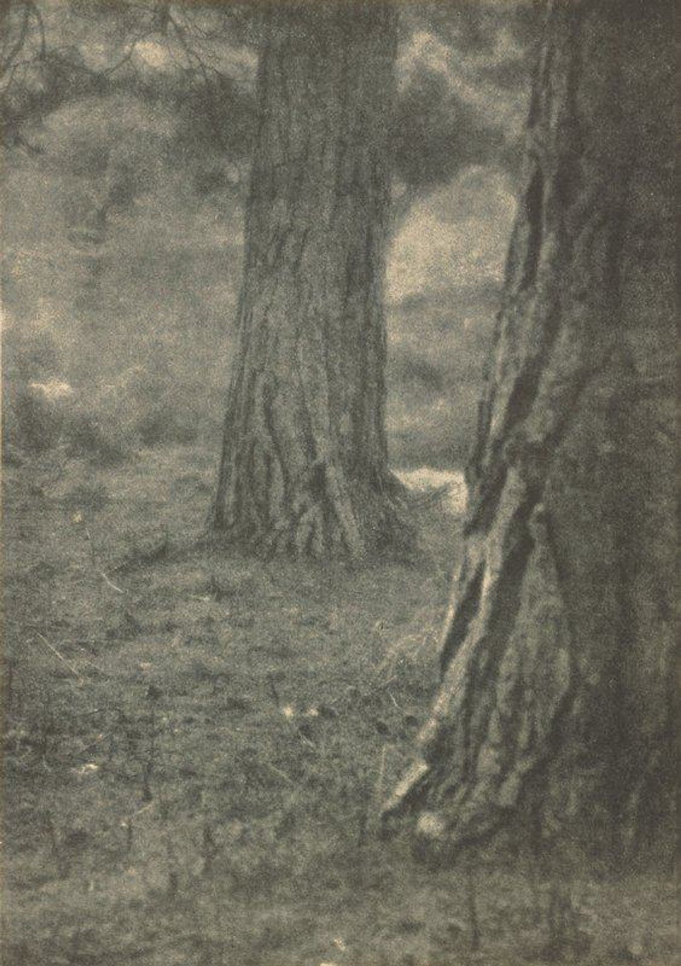 Under the Pines by Will A. Cadby