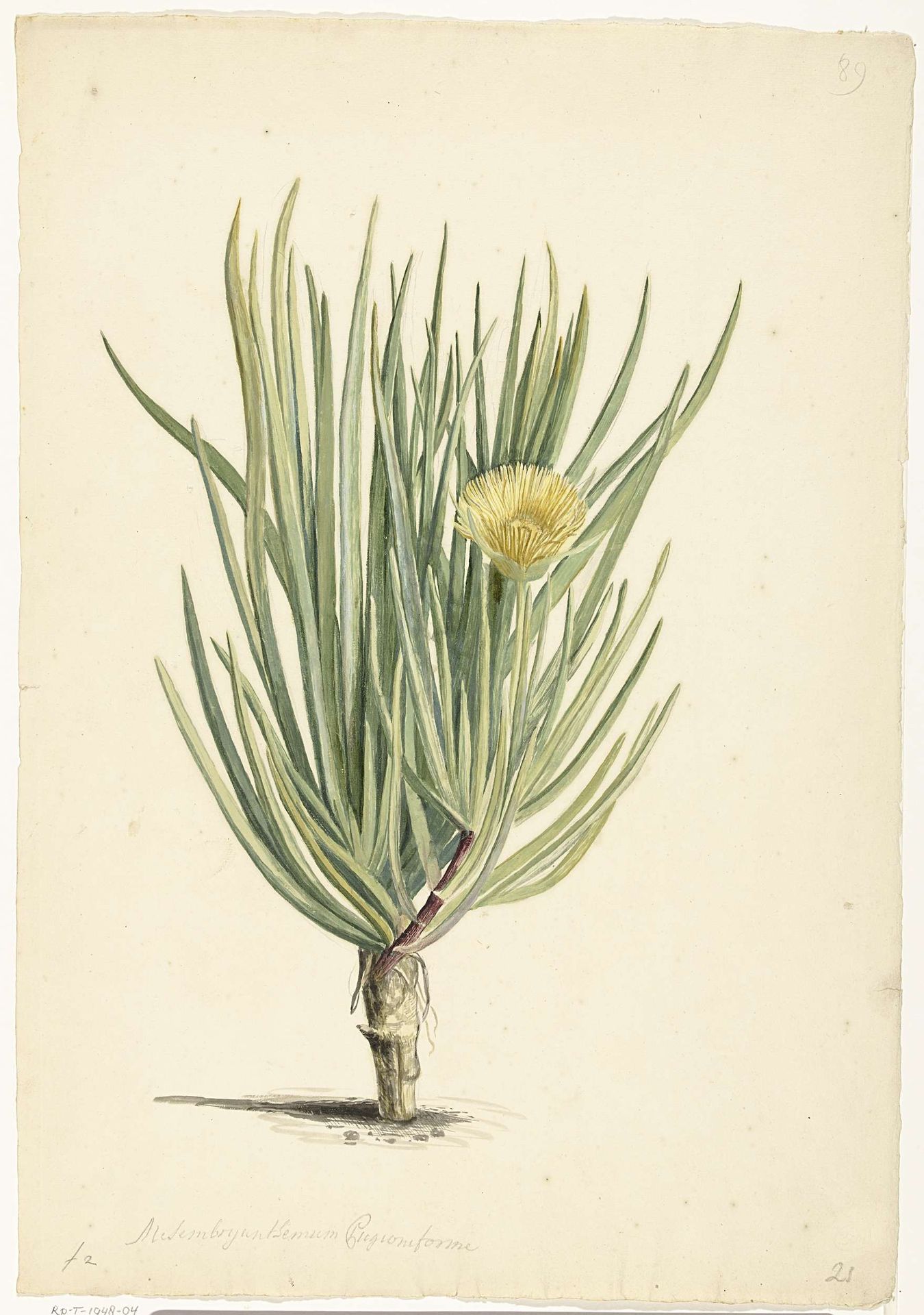Narrow-leaved Iceplant in Bloom by Laurens Vincentsz. van der Vinne