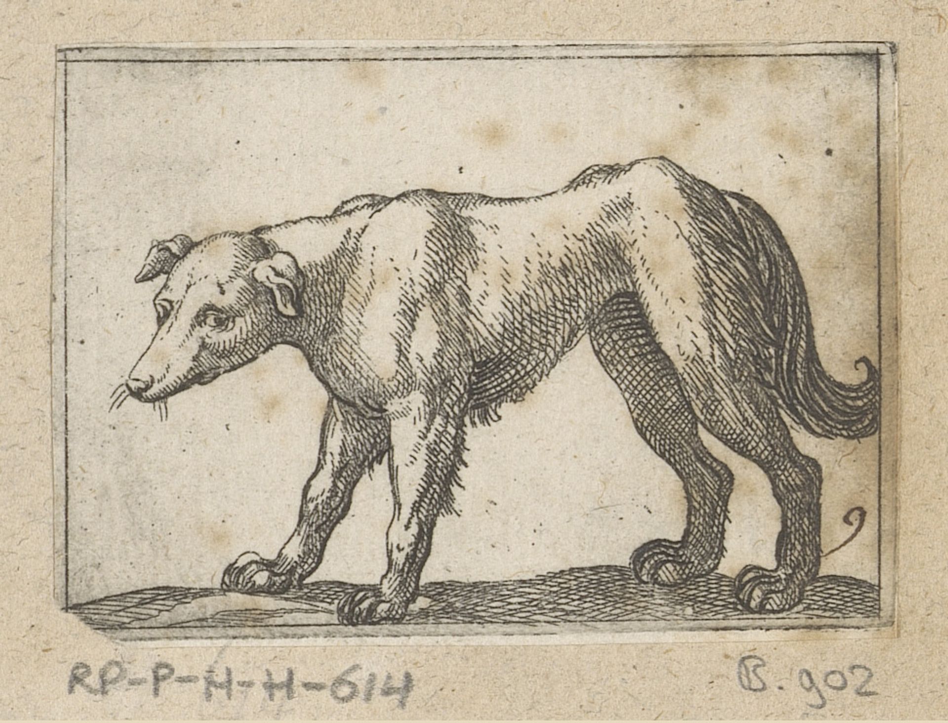 Staande hond naar links gewend by Antonio Tempesta
