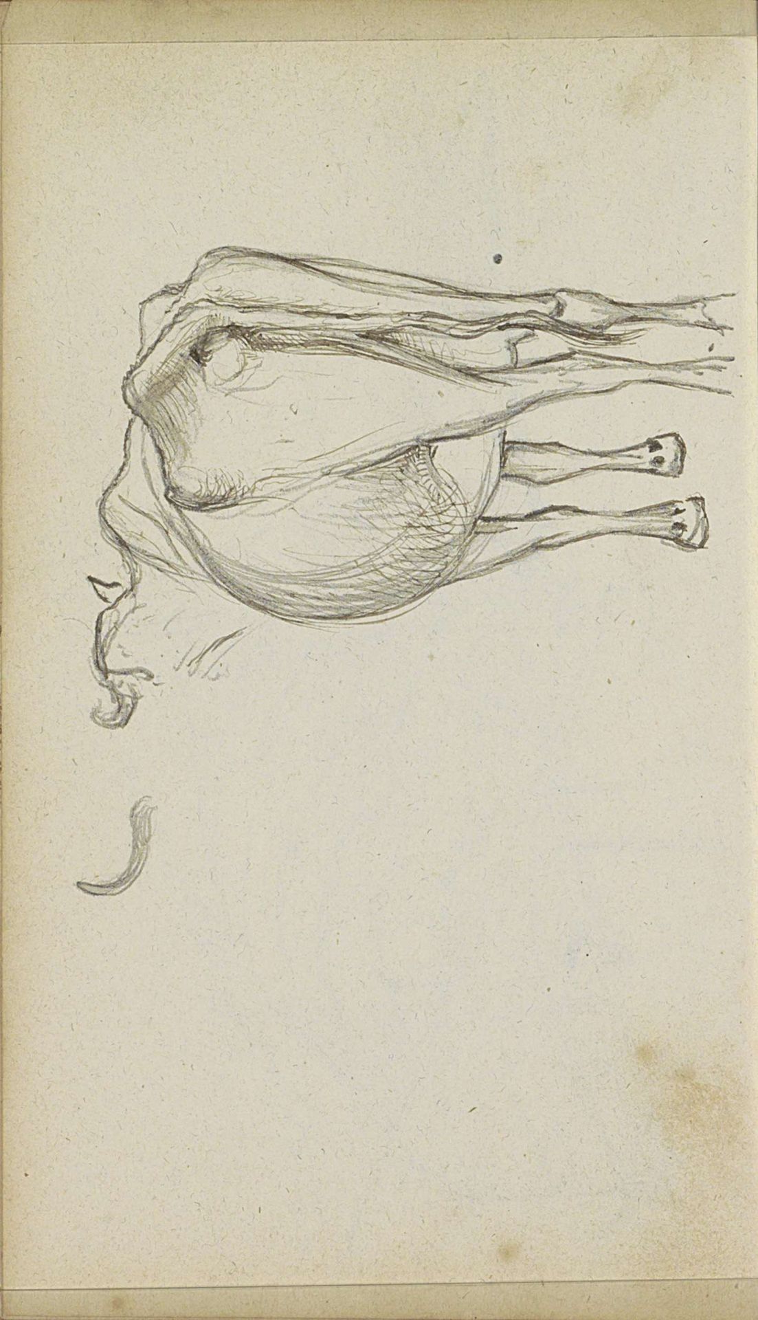 Koe, van achteren gezien by Johannes Tavenraat