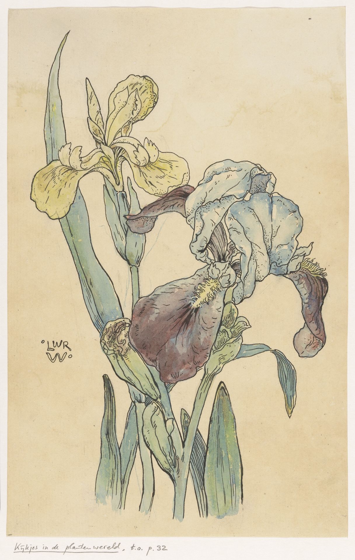 Iris by Willem Wenckebach